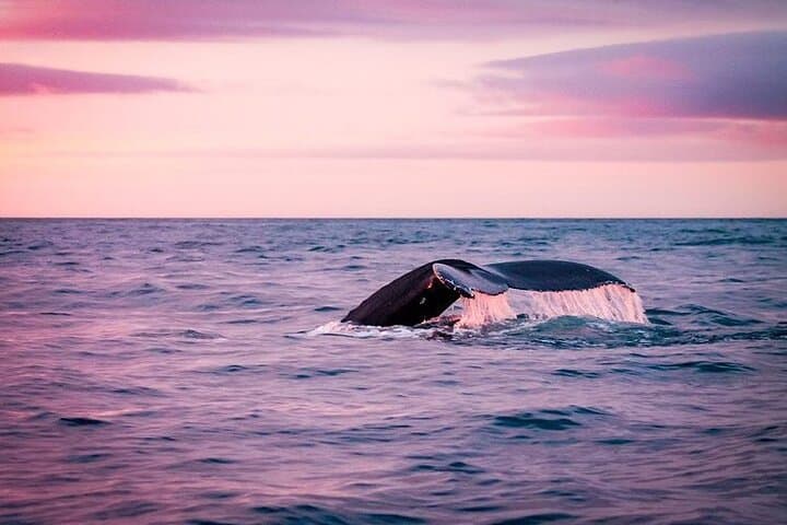 Húsavík: Midnight-Sun Whale Watching - photo 7