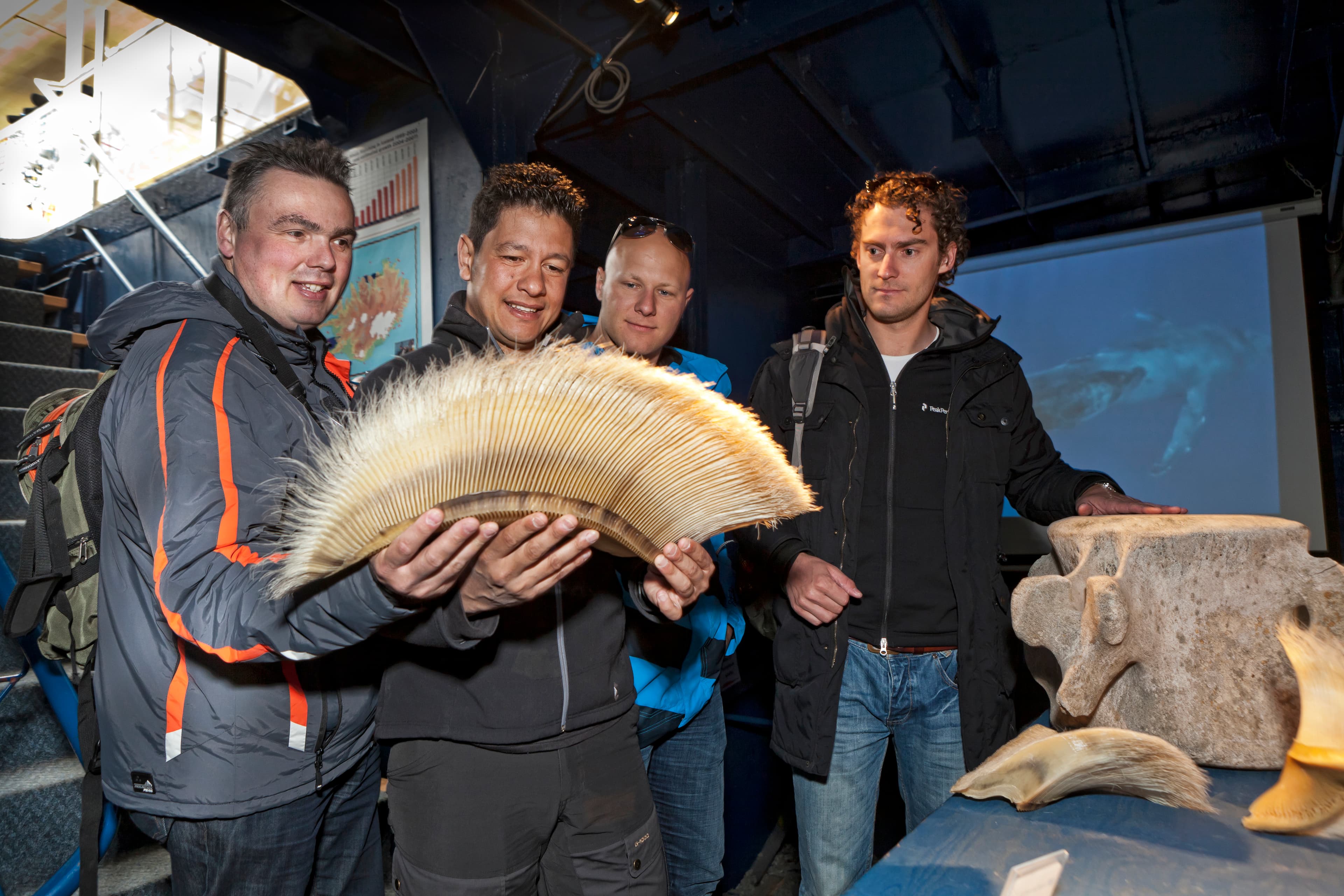 Reykjavík Classic Whale Watching  - photo 38