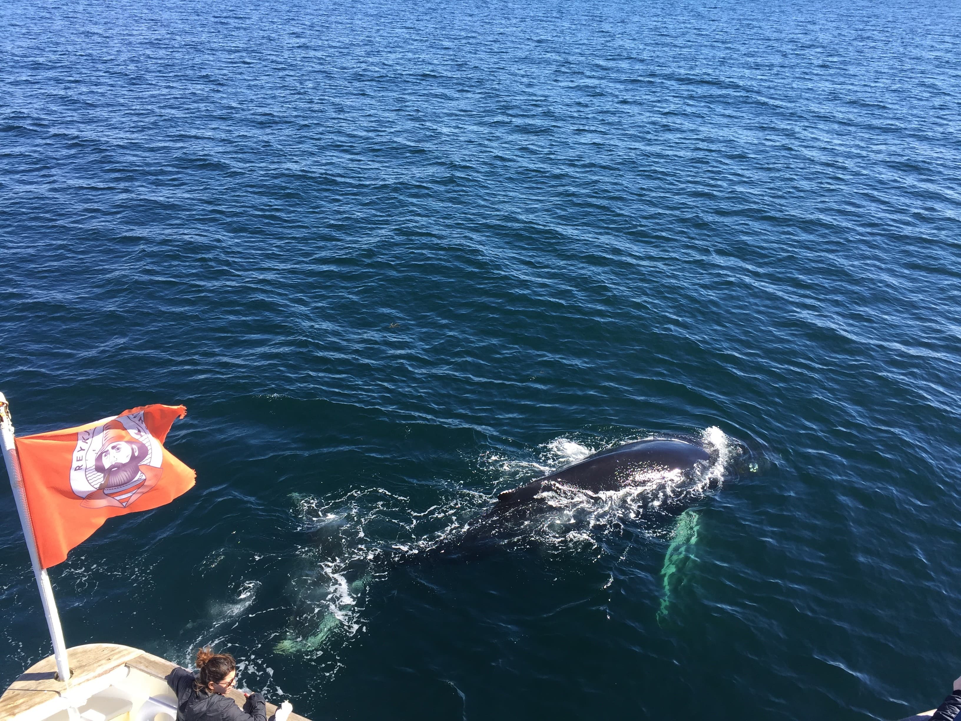 Whale Watching tour from Reykjavik - photo 8