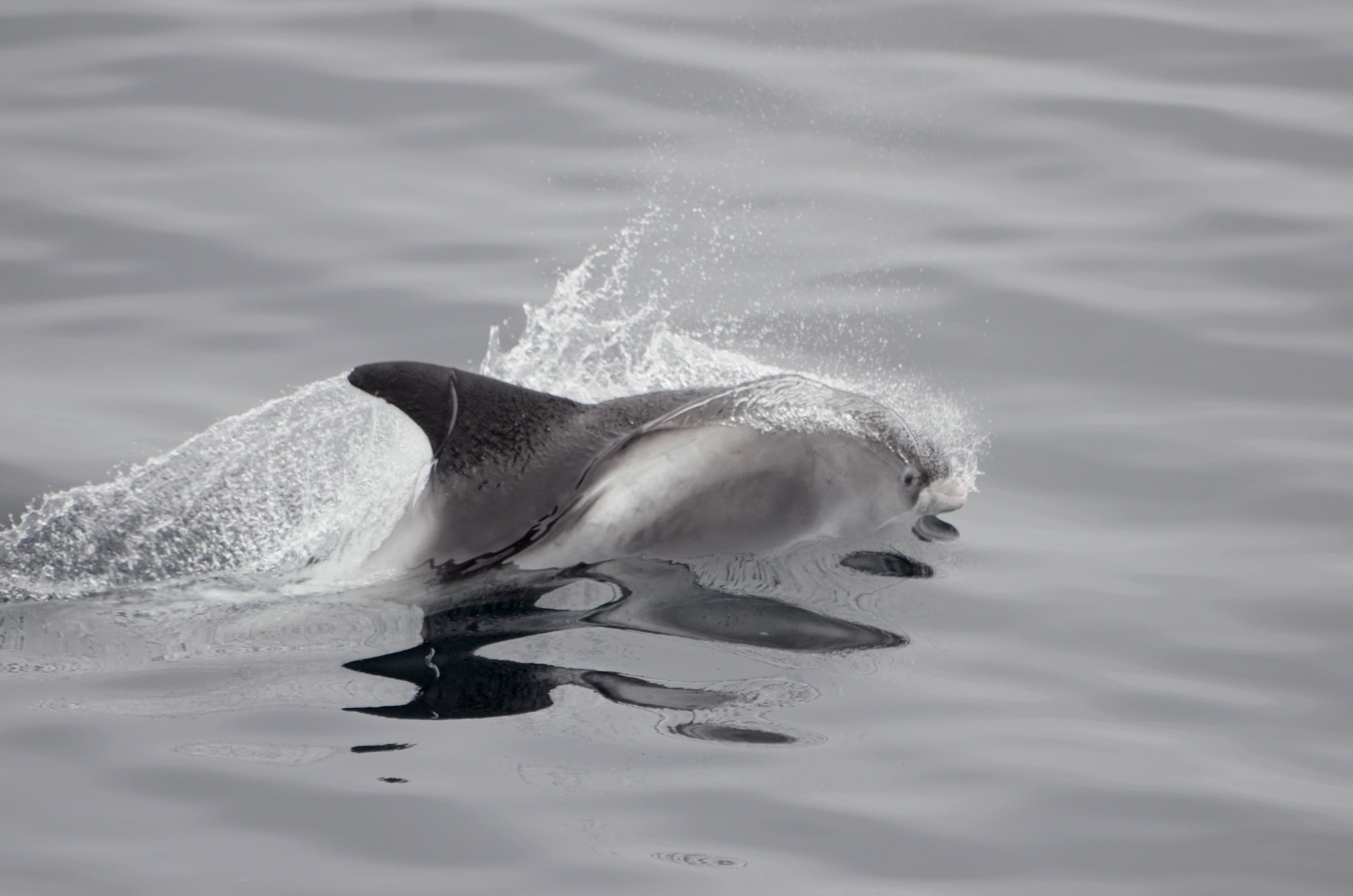 Reykjavík Whales & Buggy - photo 8
