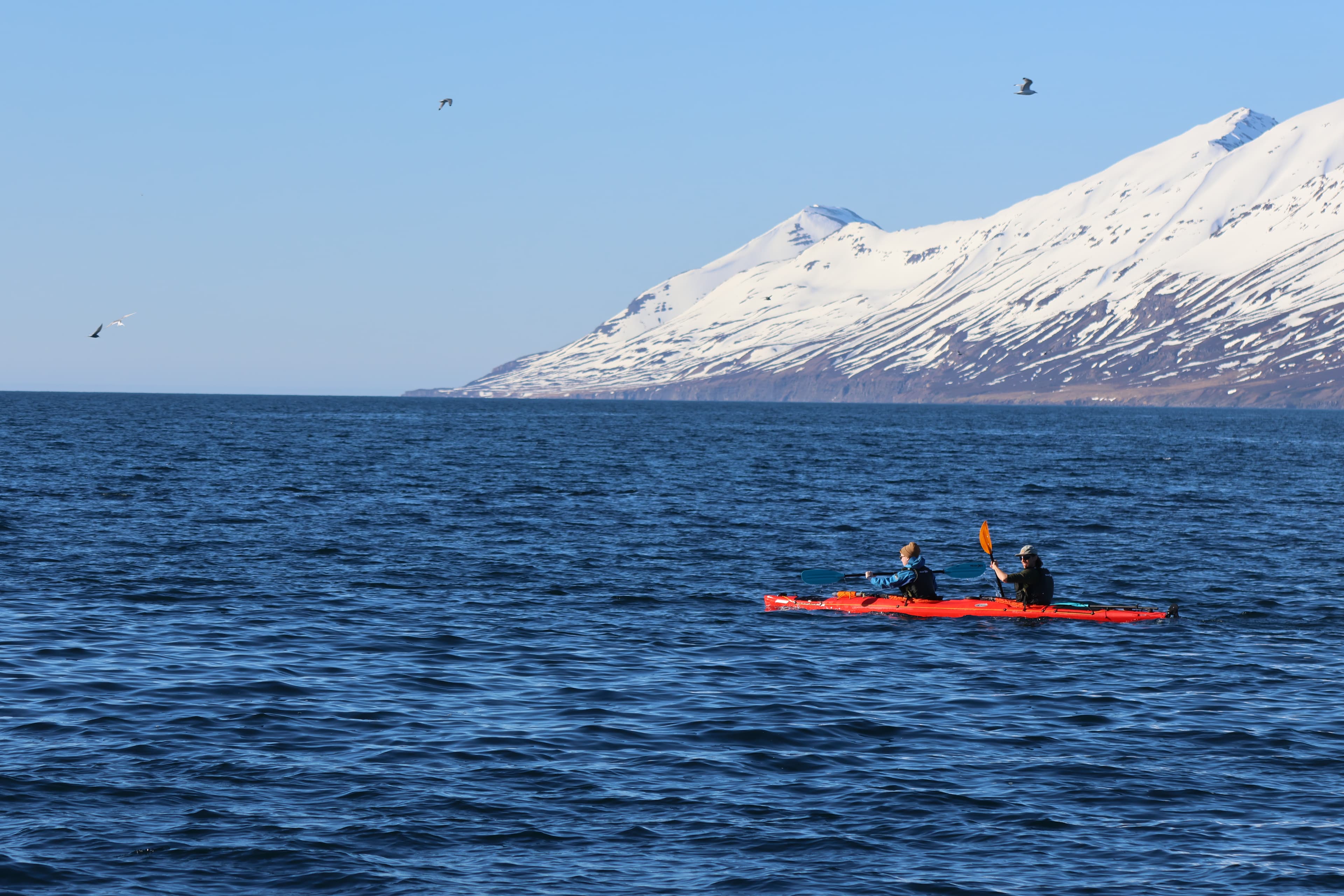 Guided Kayak Tour in Árskógssandur: Explore Coastline & Wildlife