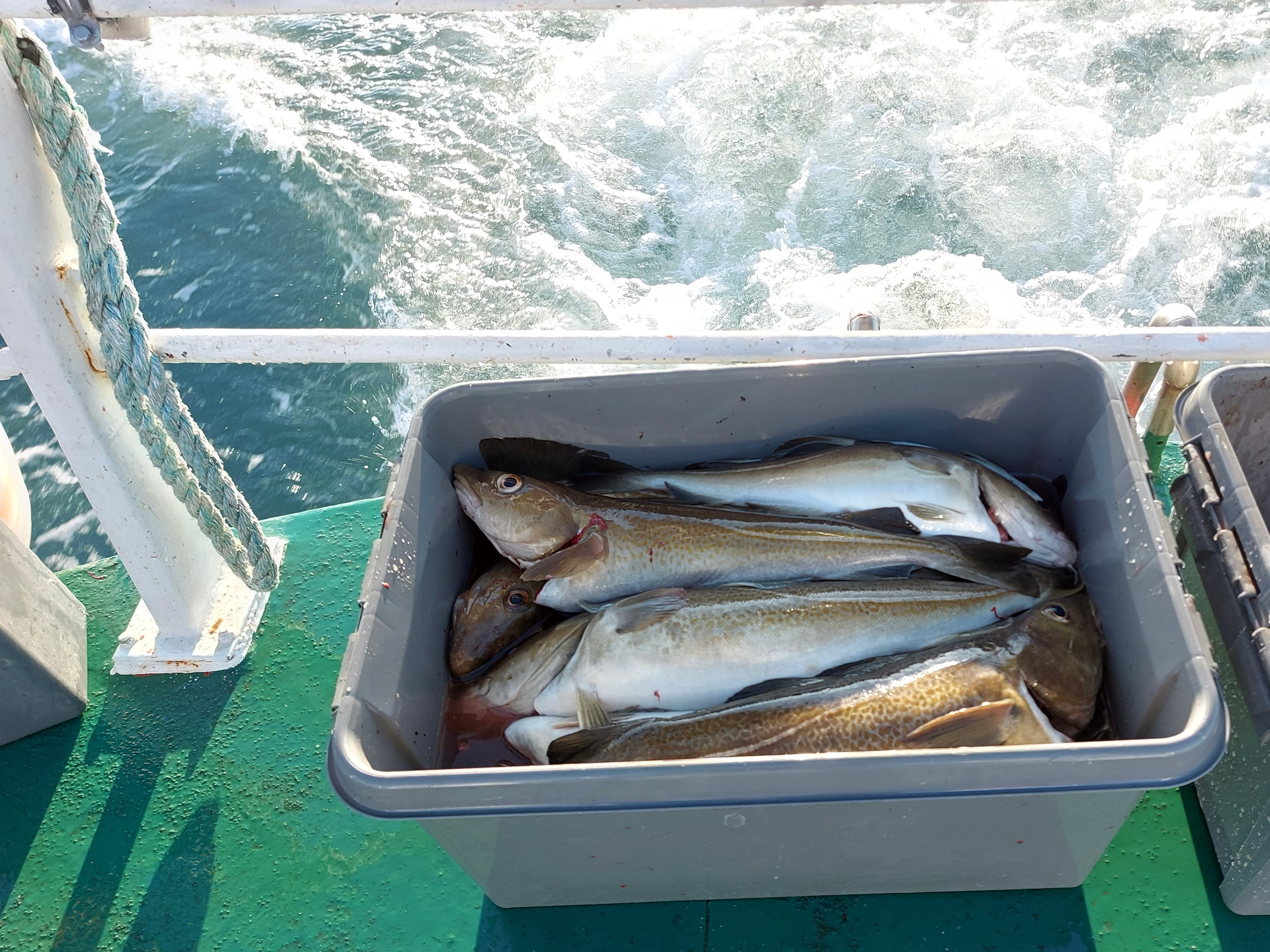 Reykjavík Sea Angling Gourmet - photo 8