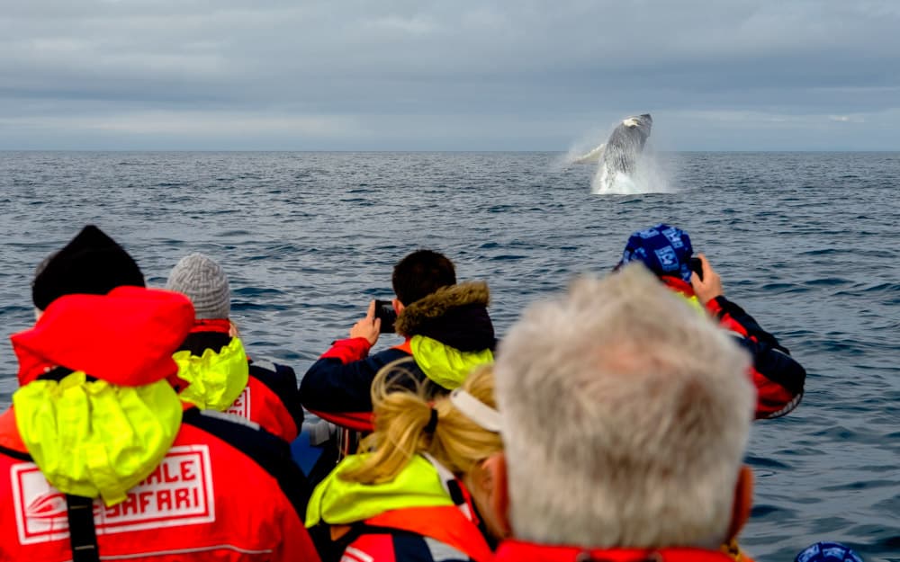Whales, Puffins & Reykjavík - photo 10
