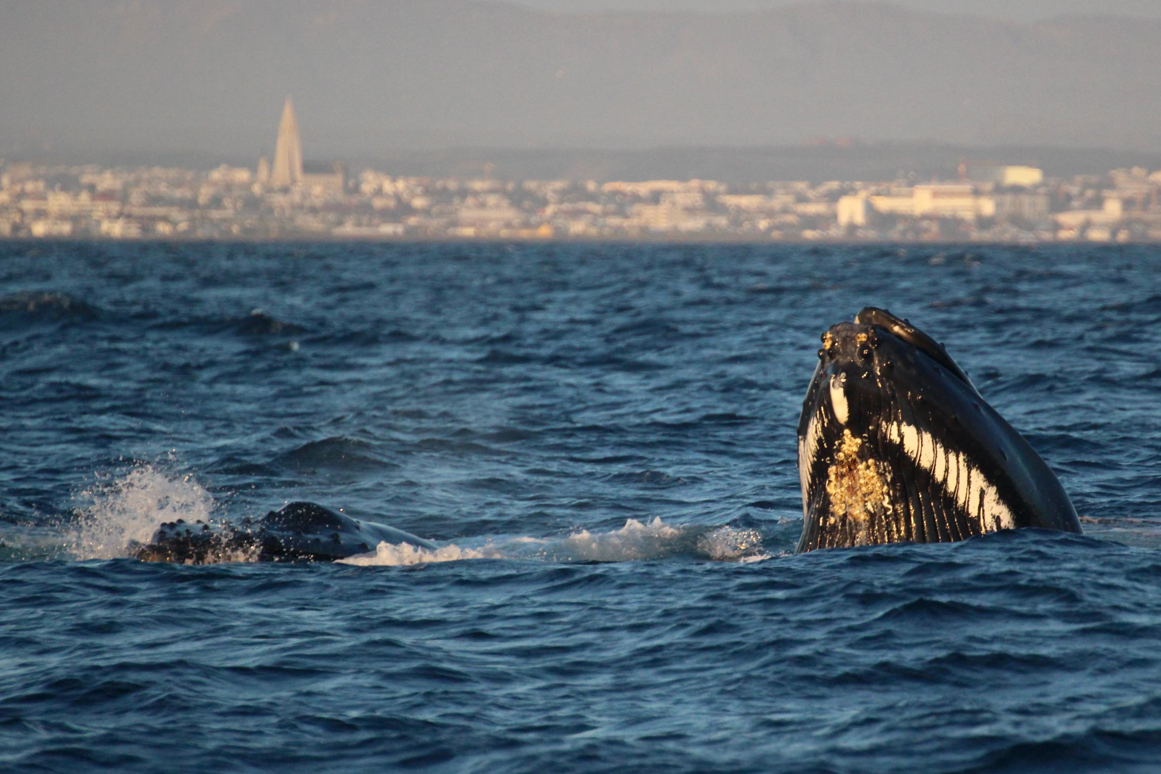 Reykjavík Premium Whales in the Midnight Sun - photo 2