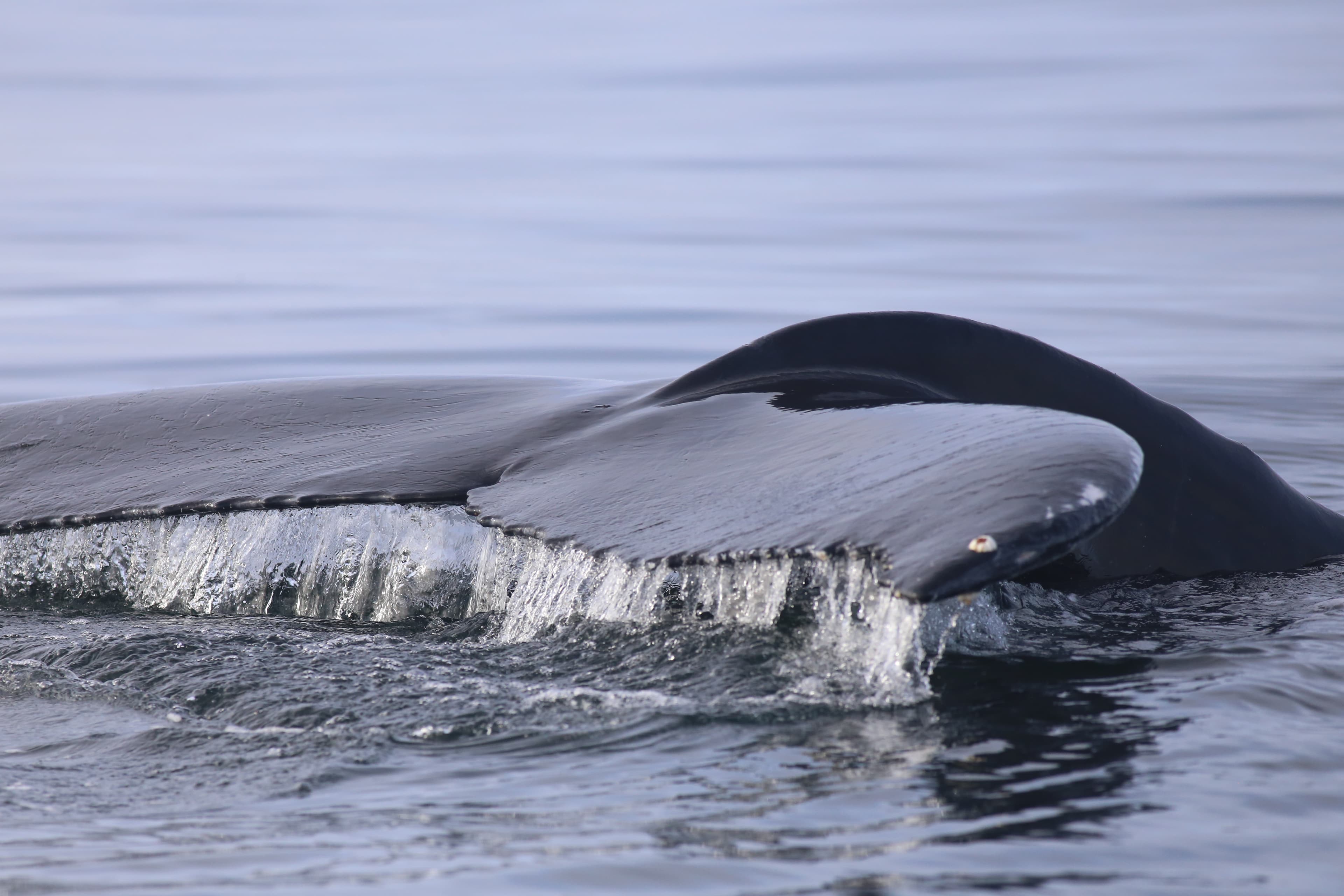 Whale Watching tour from Reykjavik - photo 9