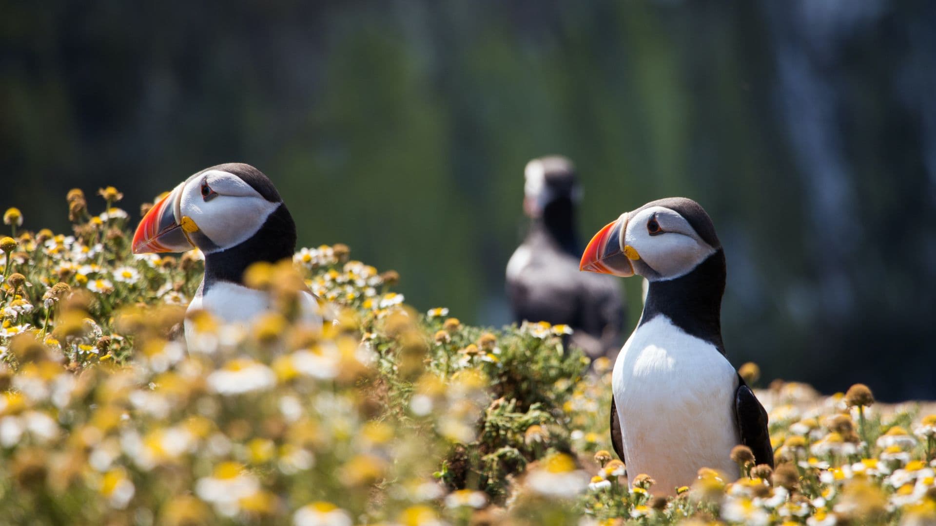 Private Westman Islands Day Tour - photo 2
