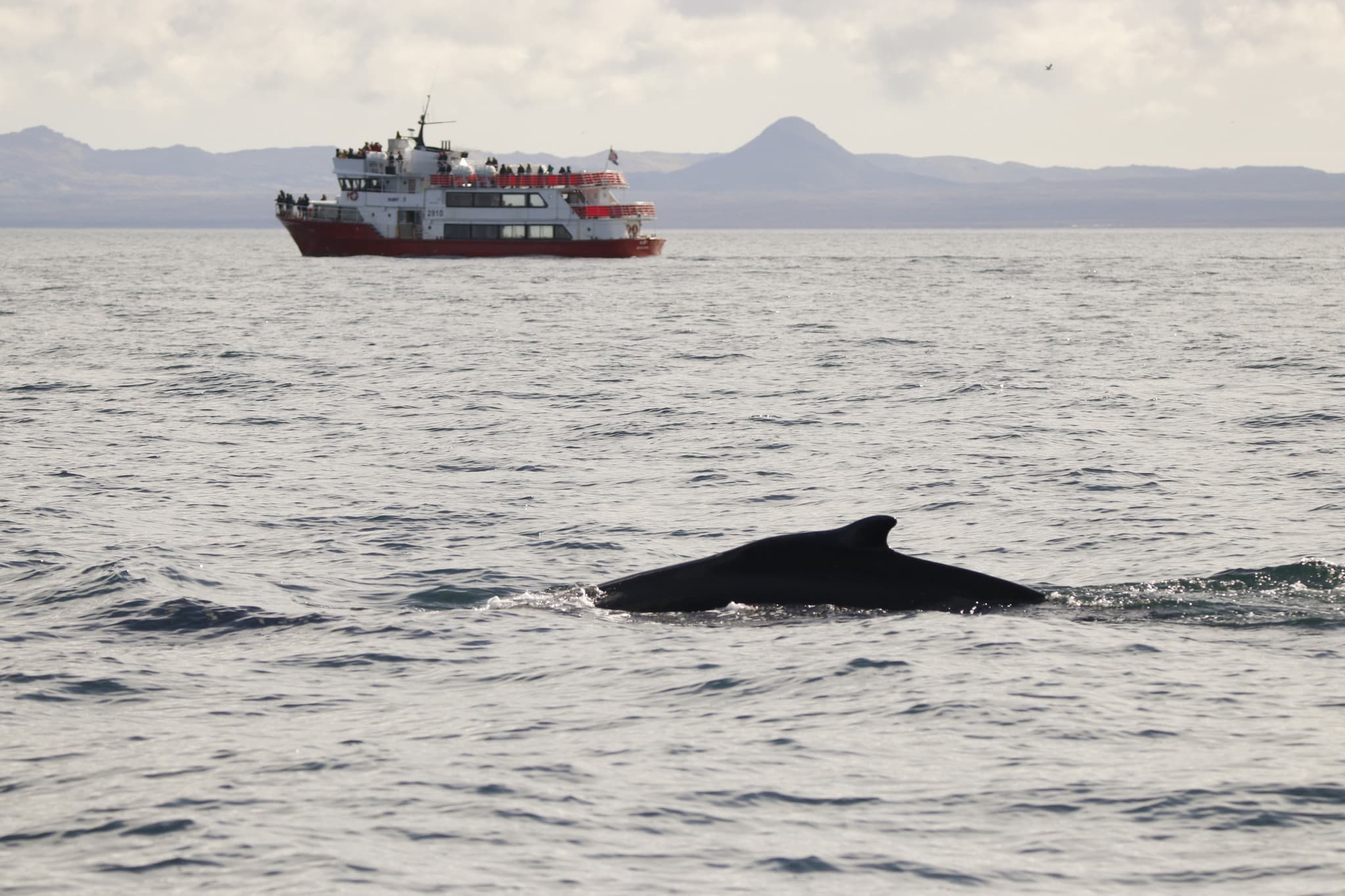 Reykjavík Whales & Buggy - photo 2