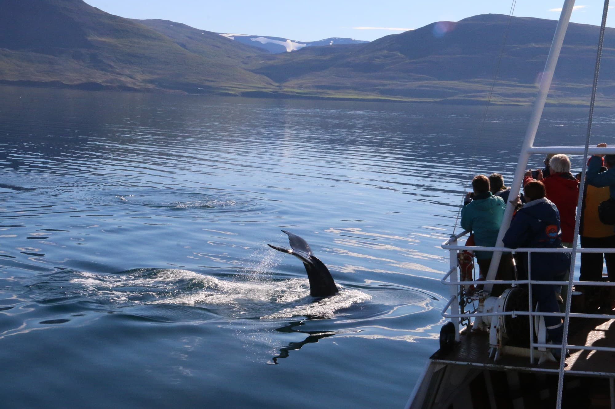 Classic Whale Watching from Dalvík - photo 7
