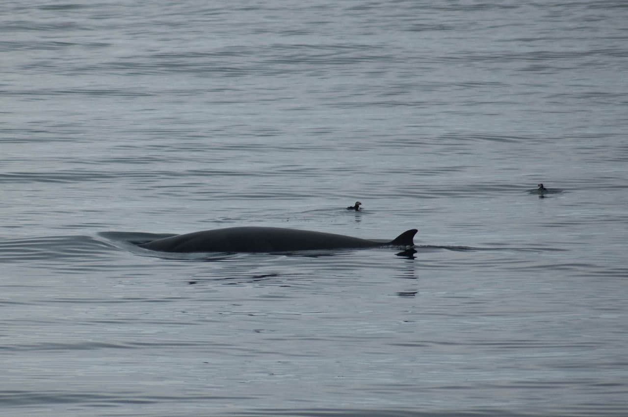 Reykjavík Whales & Puffins - photo 10