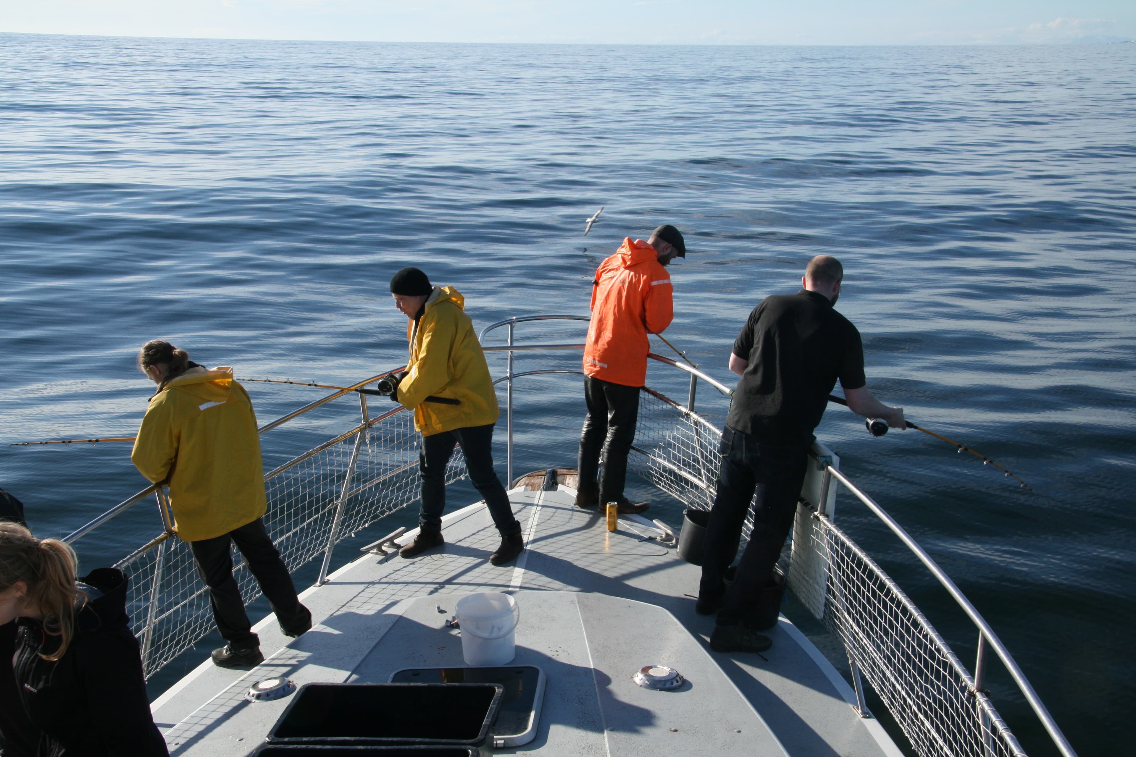 Reykjavík Sea Angling Gourmet - photo 5