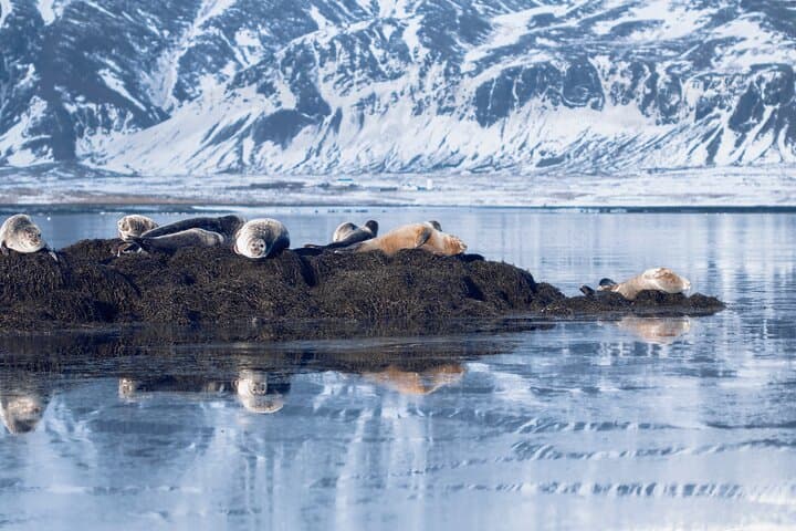 Snæfellsnes Peninsula in a small group tour with home-cooked meal included - photo 21
