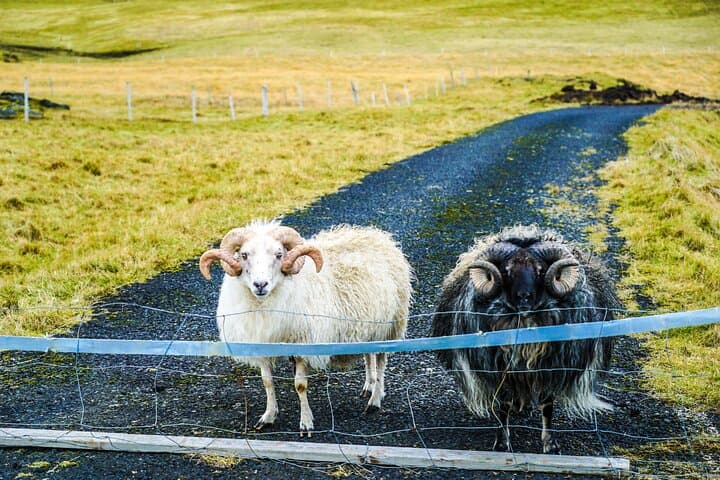 Vestmannaeyjar Private Day Tour - photo 7