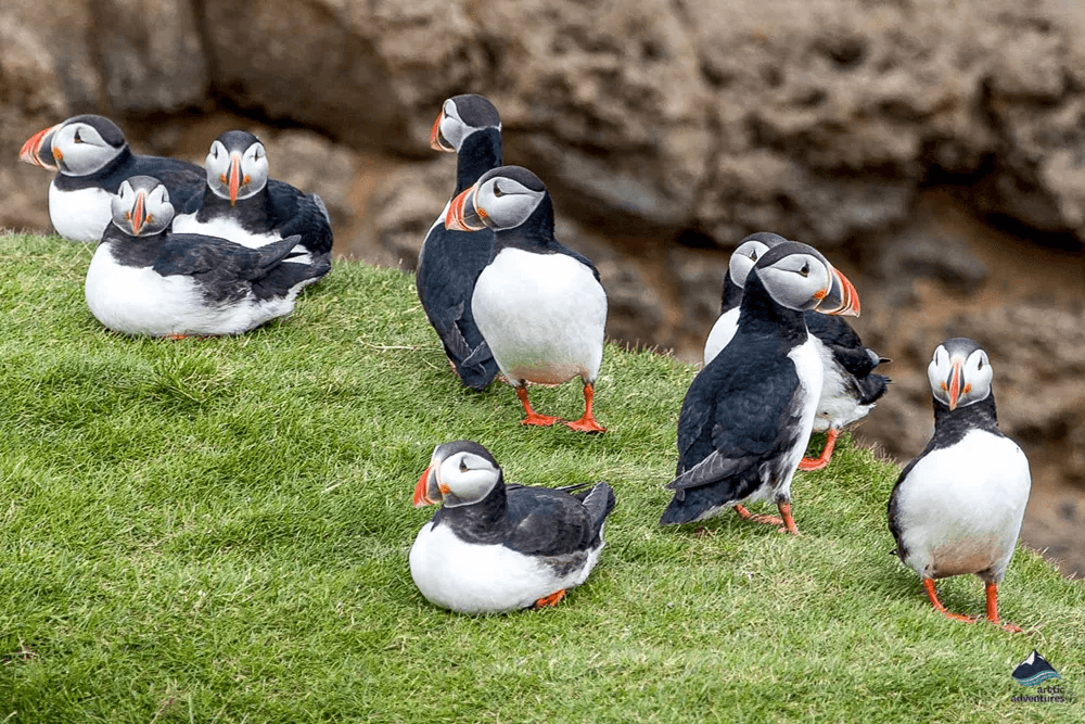 Vestmannaeyjar Day Tour - photo 14