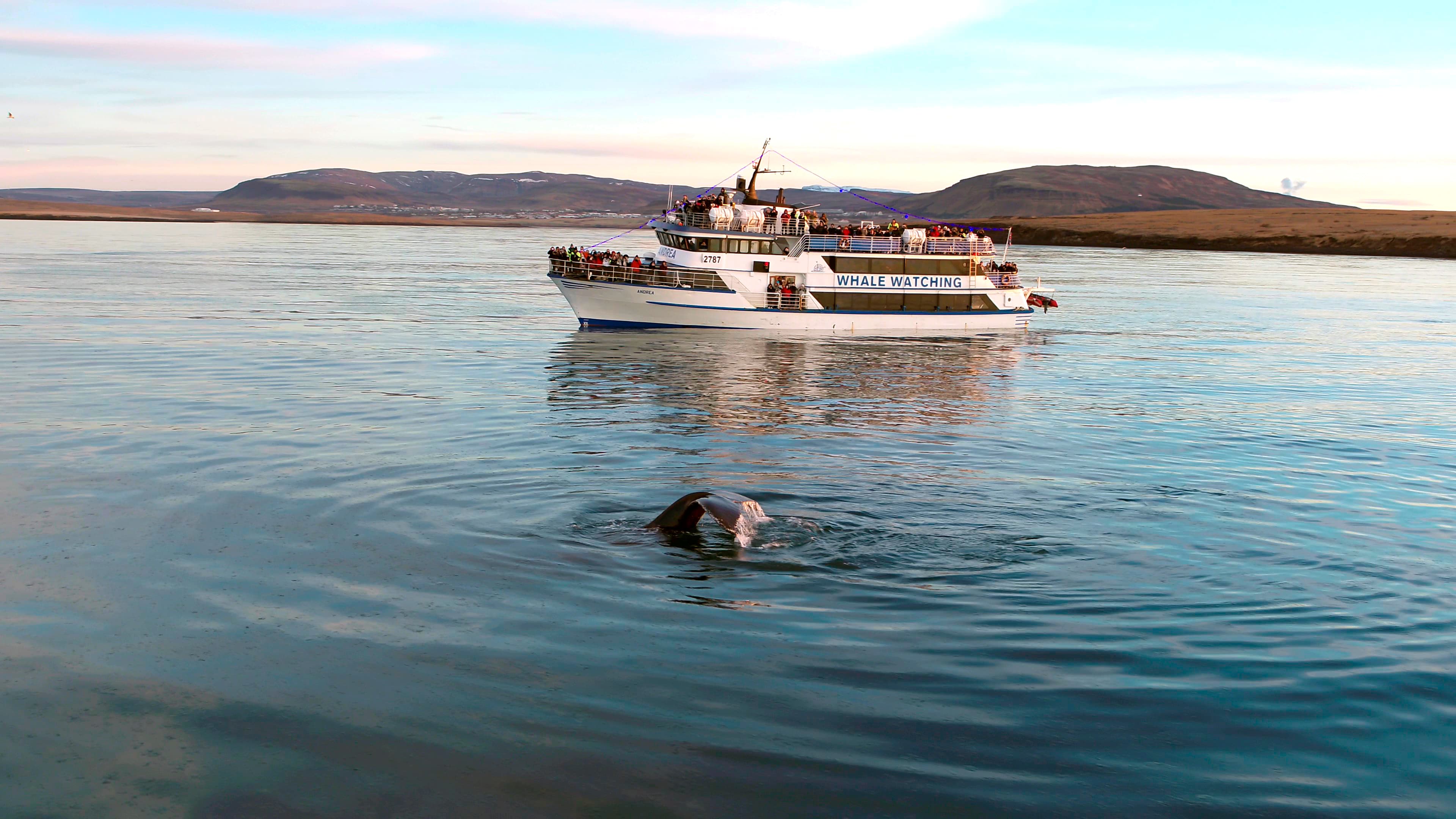 Whale Watching - photo 13