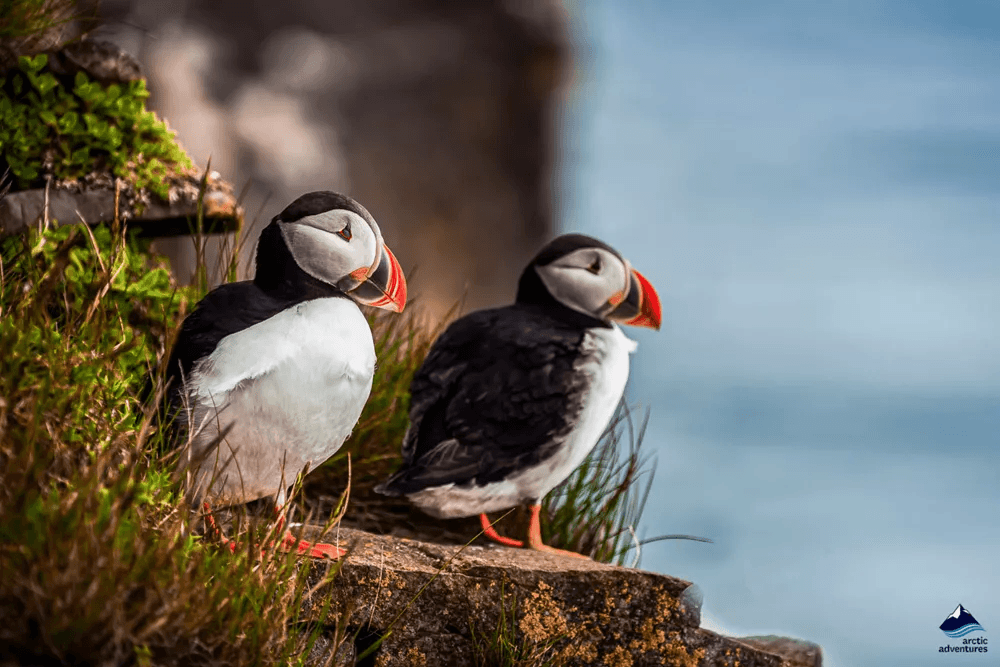 Vestmannaeyjar Day Tour - photo 13