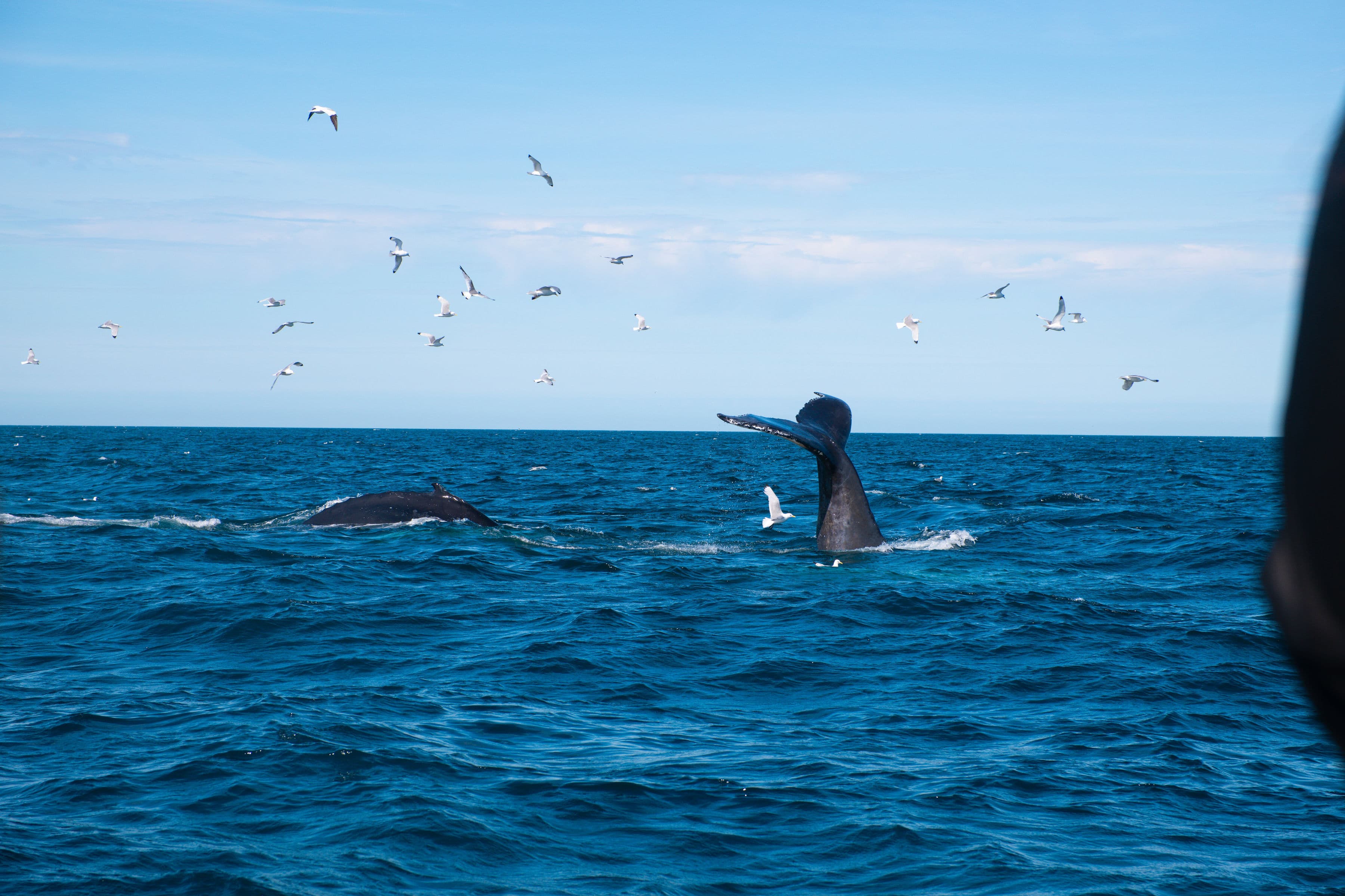 Whale Watching tour from Reykjavik - photo 7