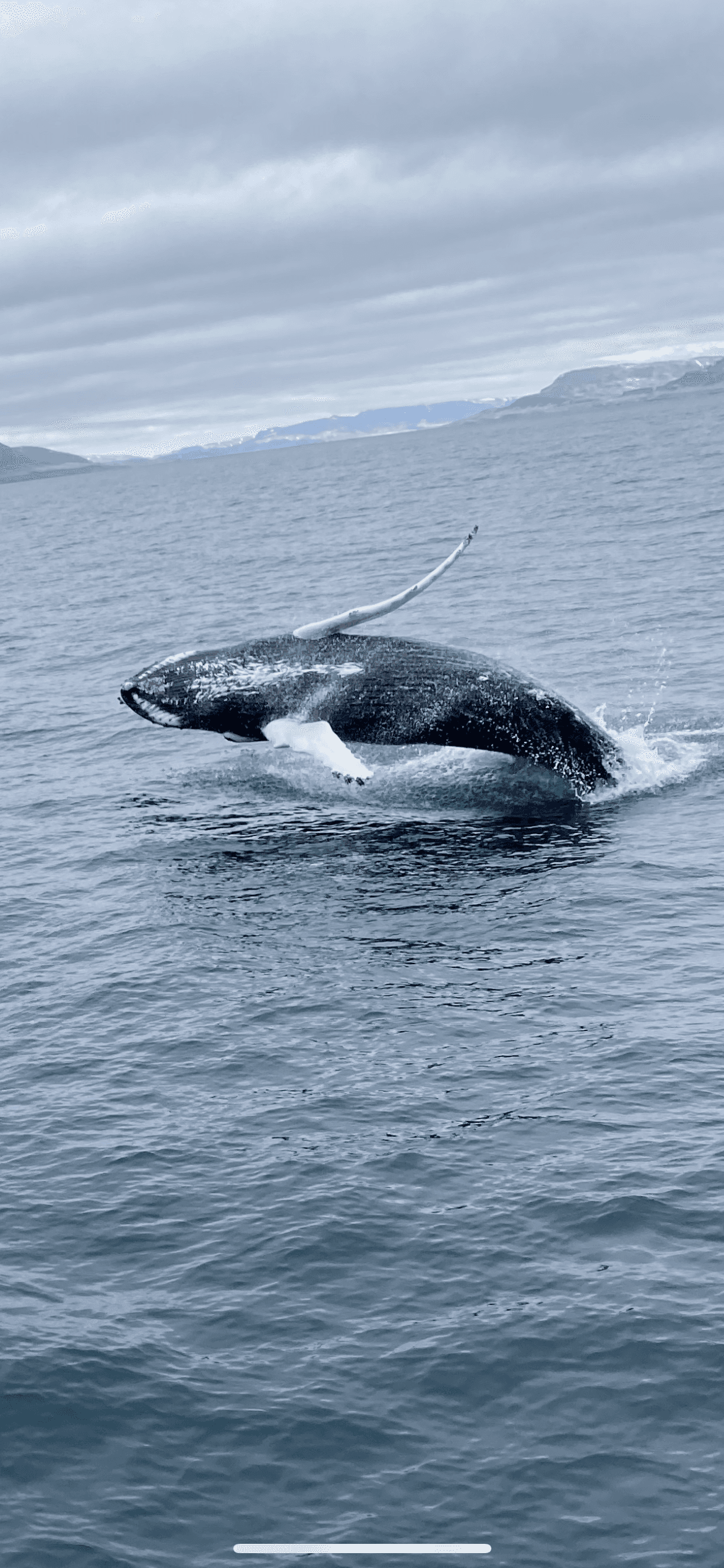 Whale Watching tour from Reykjavik - photo 4