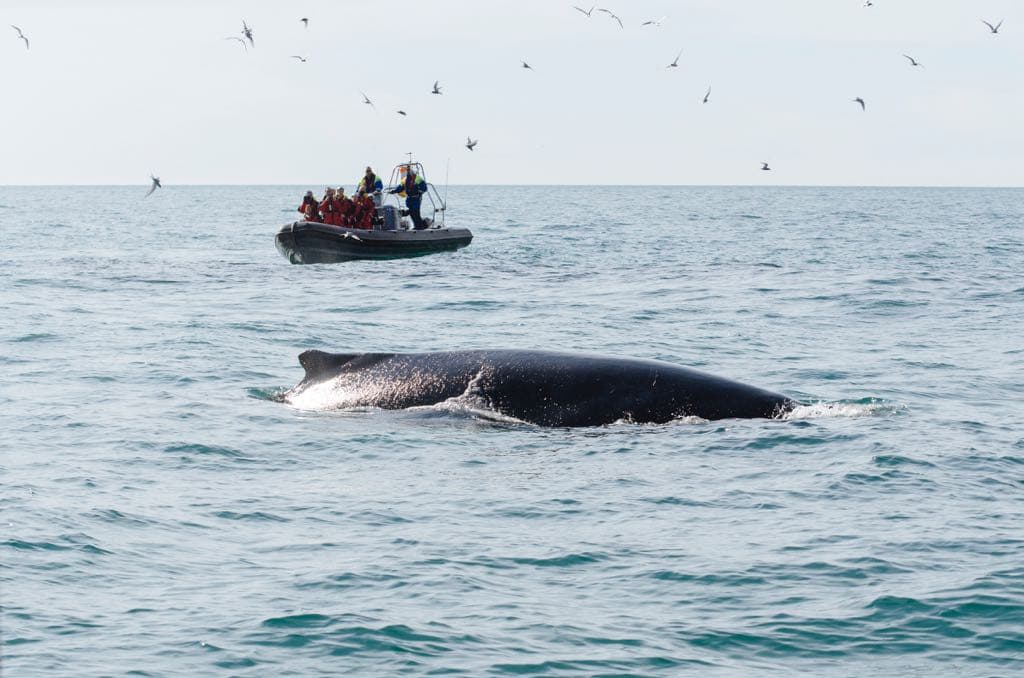 Reykjavík Premium Whale Watching - photo 13