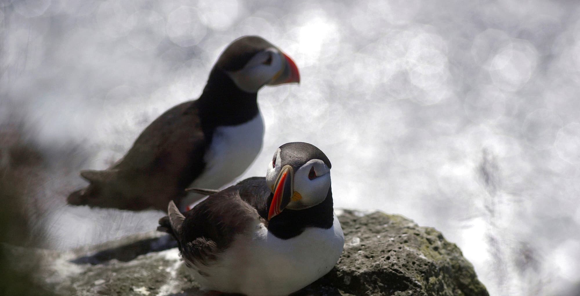 Puffin Express - photo 9