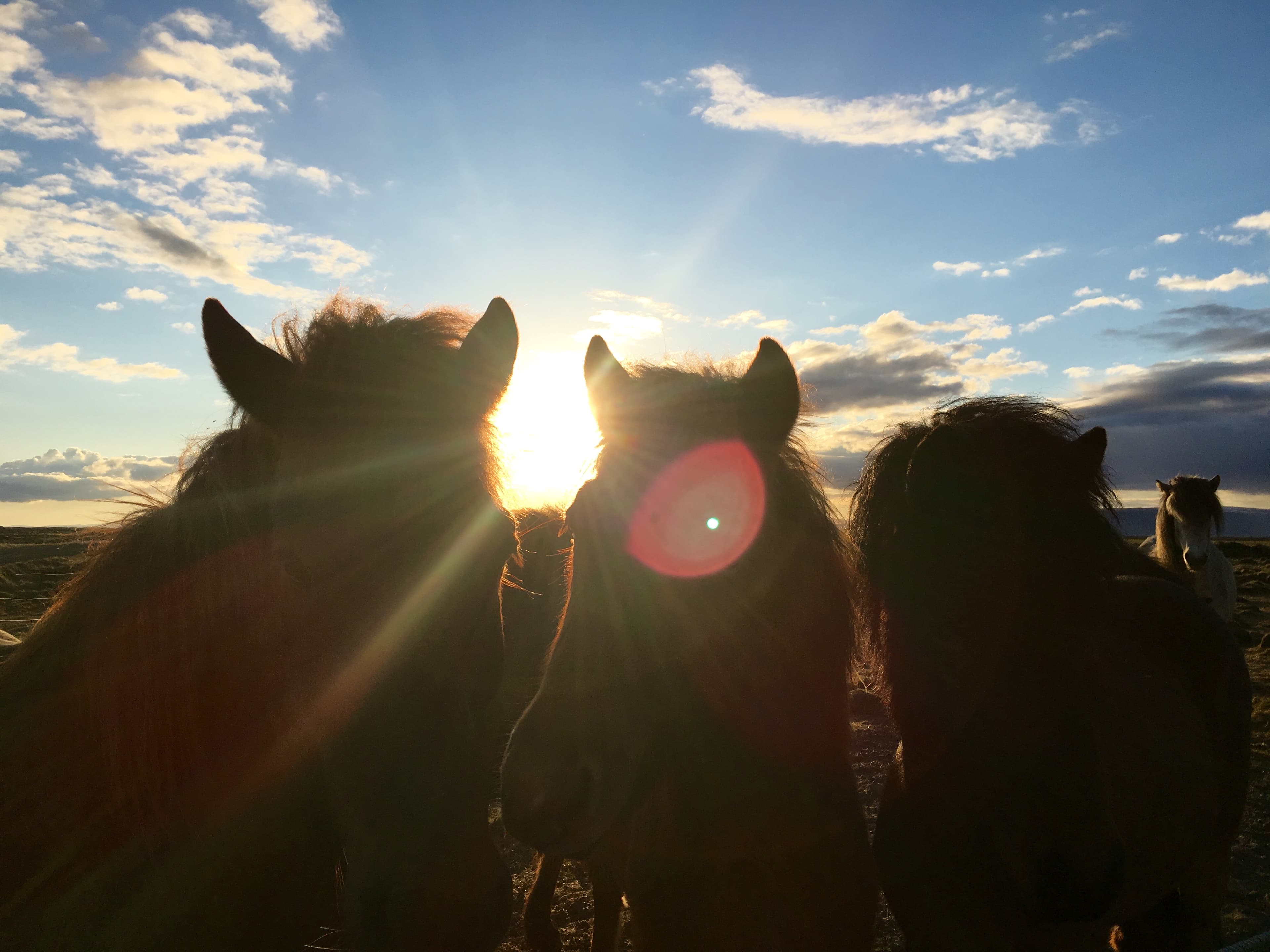 Viking Horses Sleipnir Evening Tour