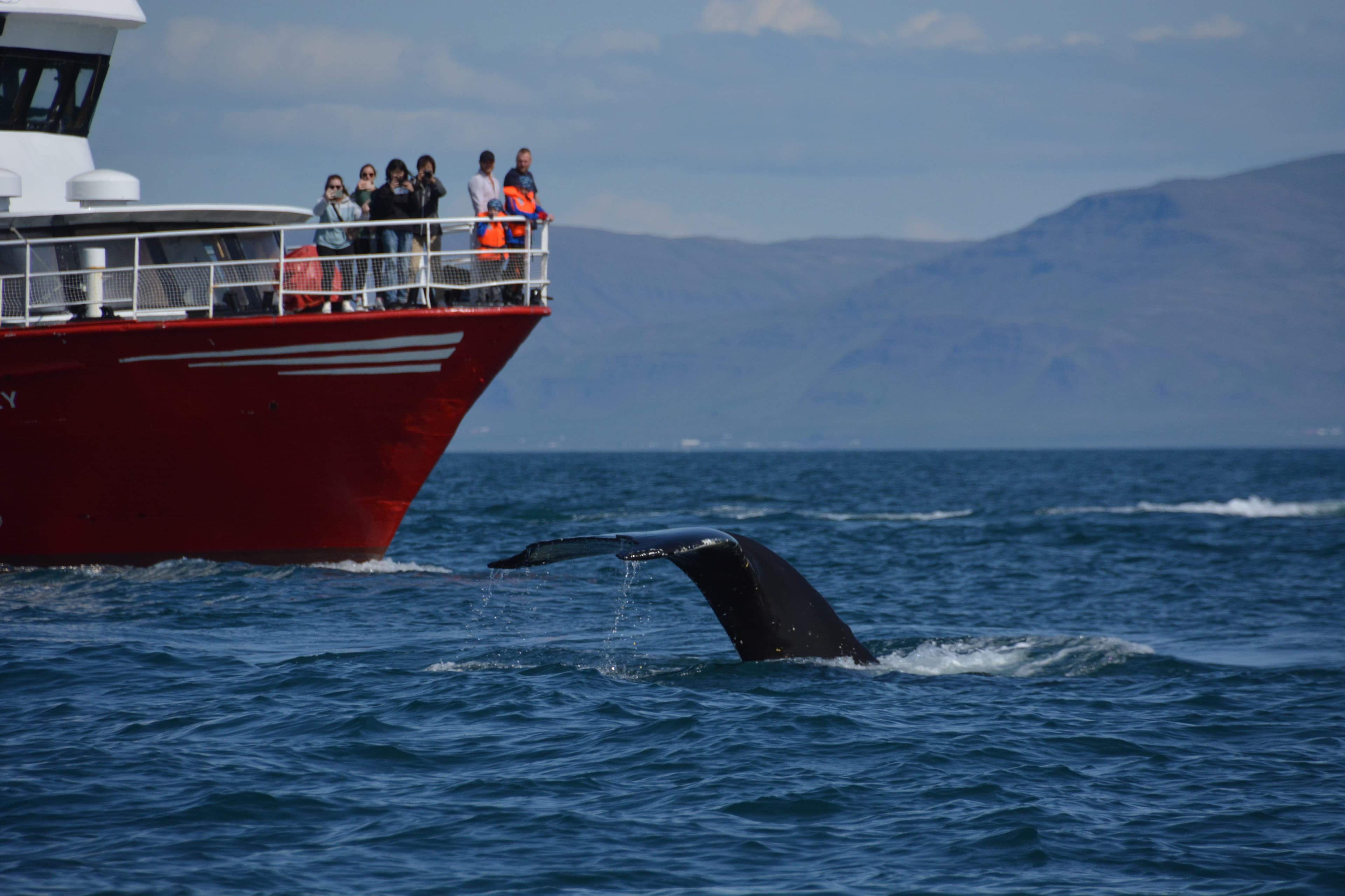 Whale Watching & The Reykjavík Food Walk - photo 2