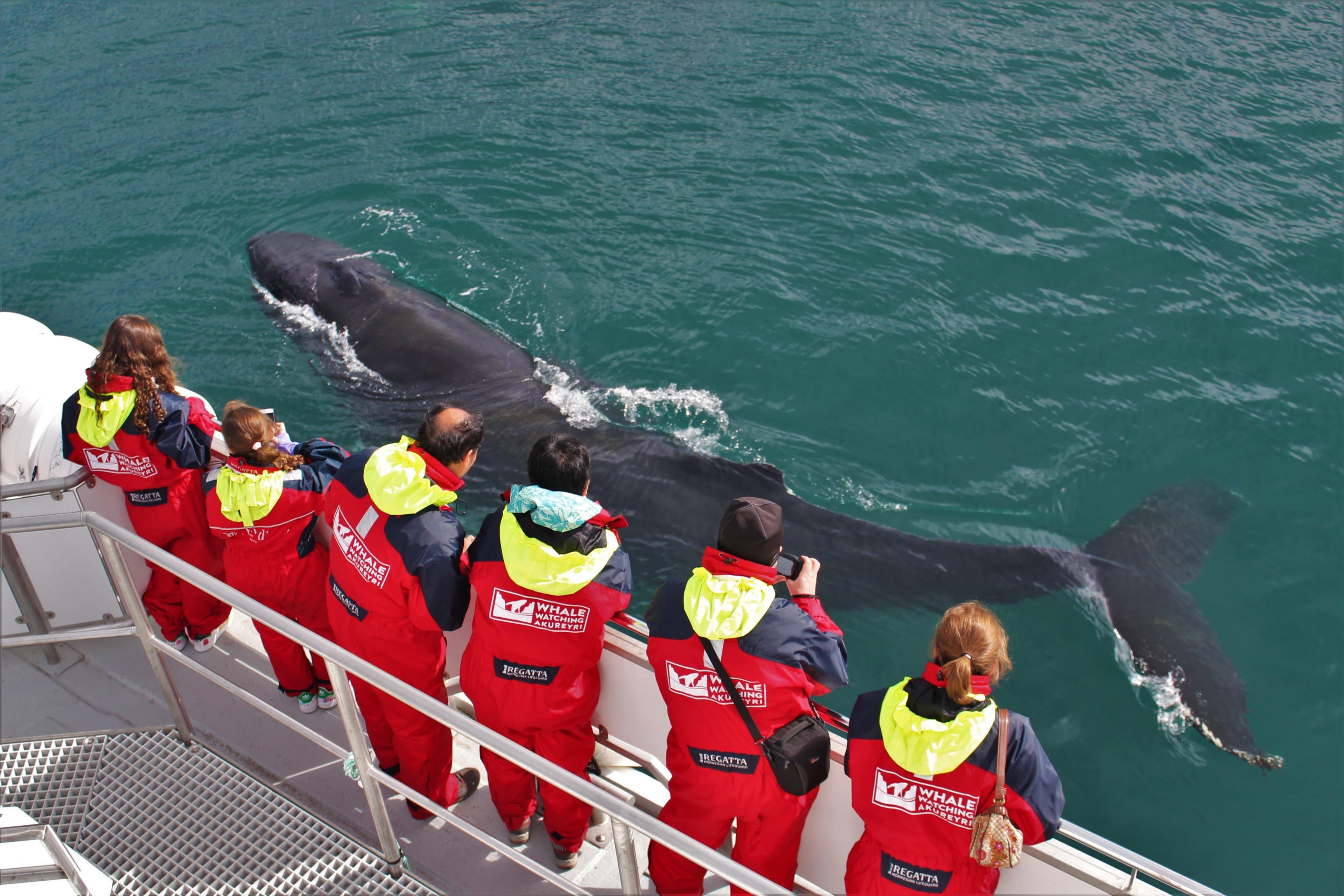 Combo Whale Watching and Goðafoss - photo 7