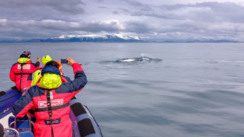 Whales, Puffins & Reykjavík - photo 5