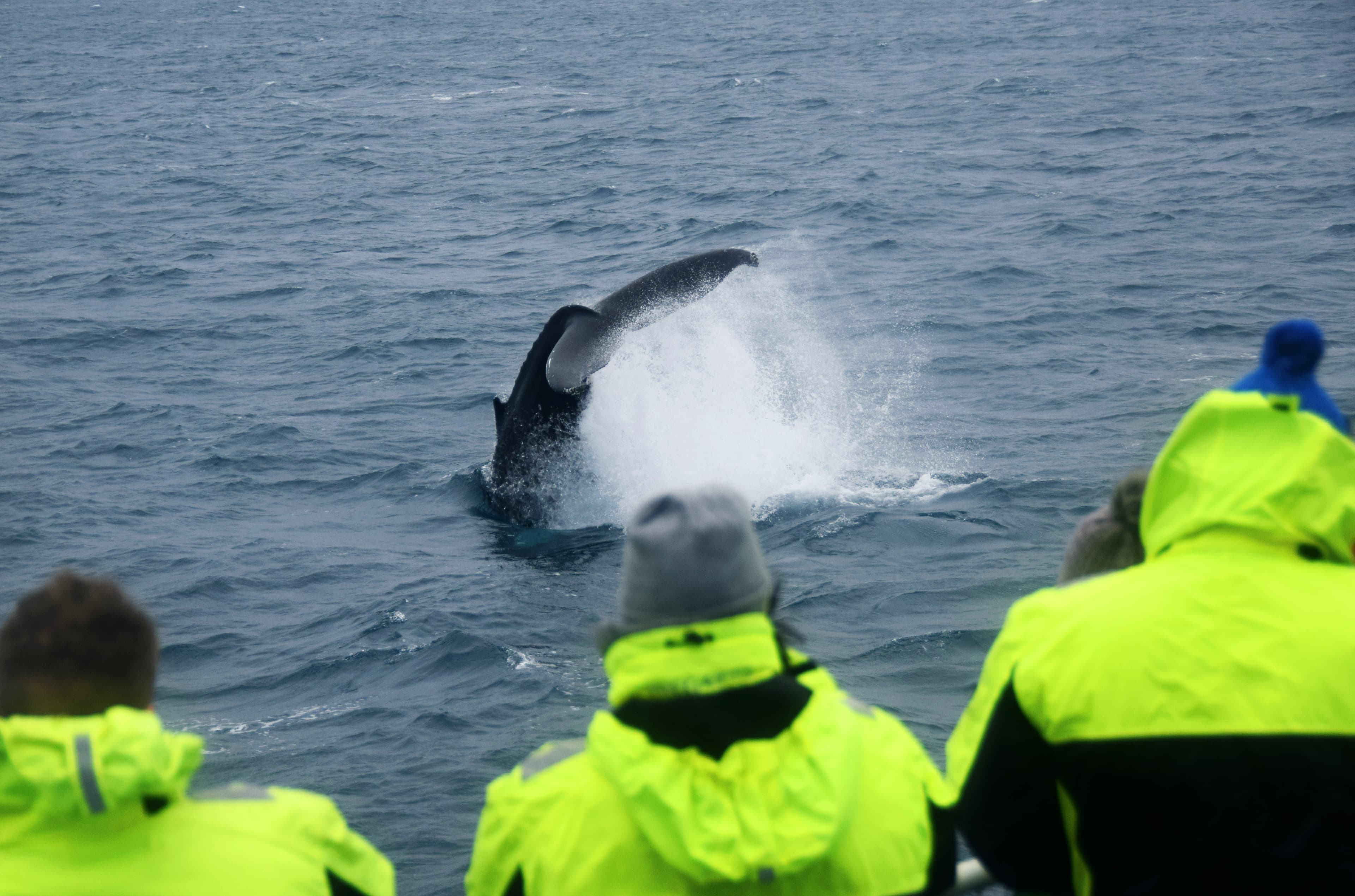Reykjavik City Walk and Whales - photo 2