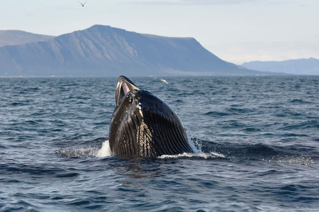 Reykjavík Premium Whale Watching - photo 17