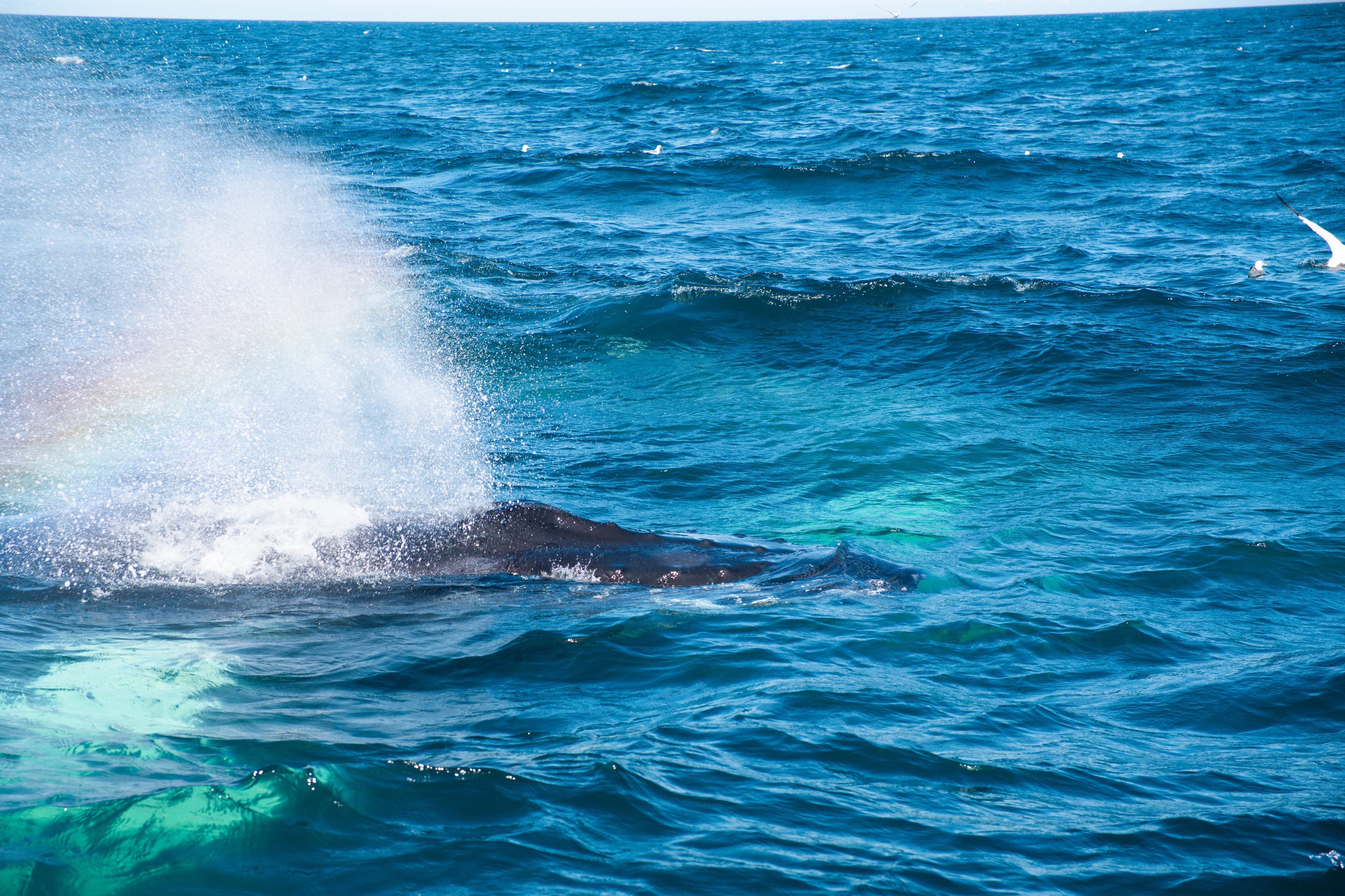 Whale Wonders: Morning Expedition - photo 8