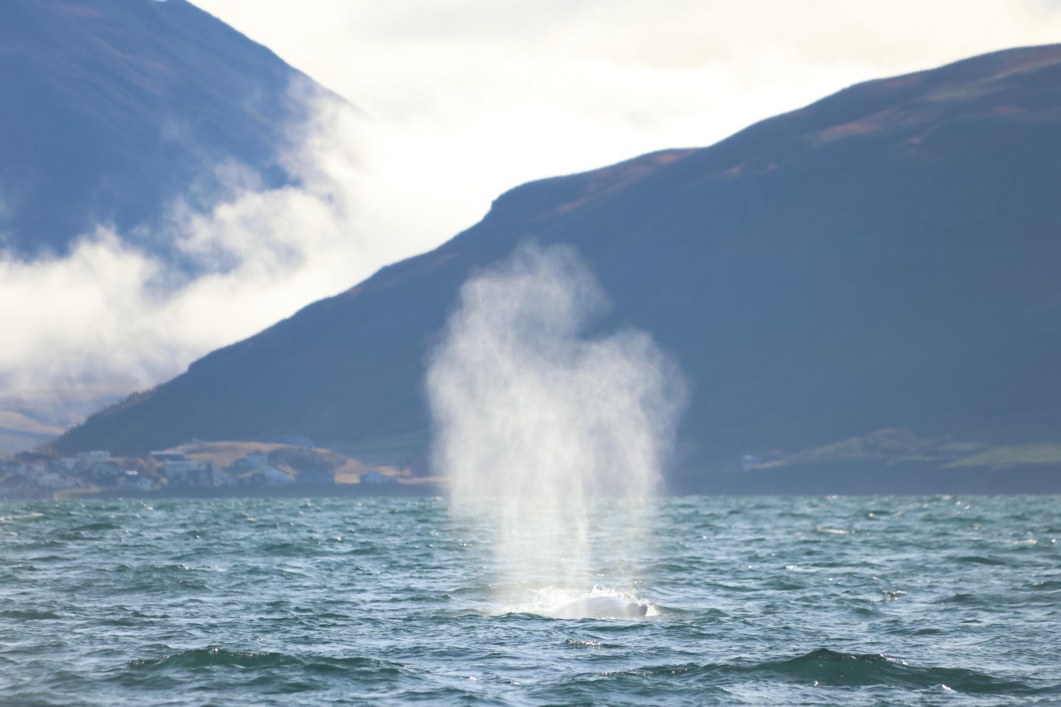 Akureyri Express Whales & Eyjafjord - photo 5