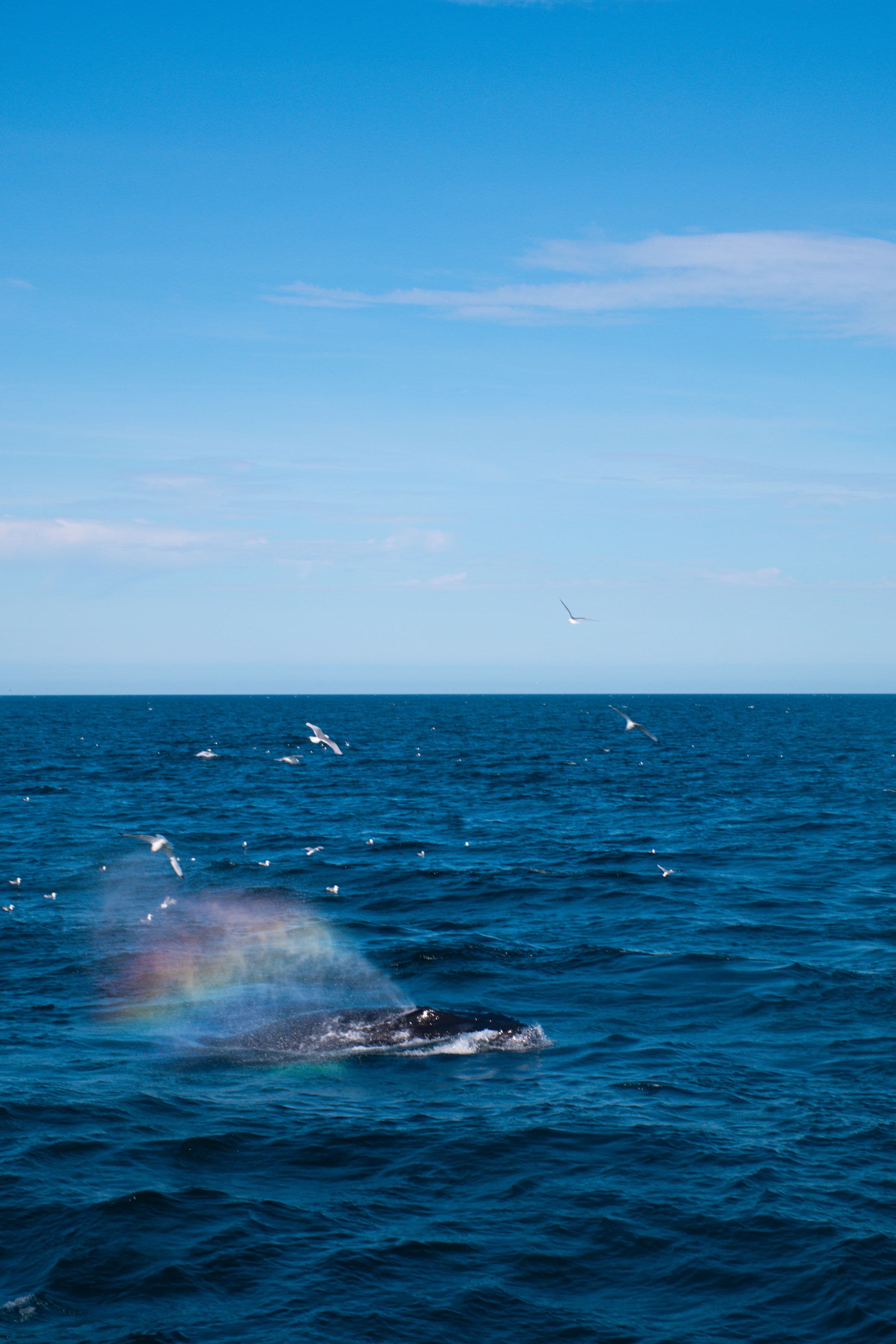 Best Value Whale Watching tour from Reykjavik