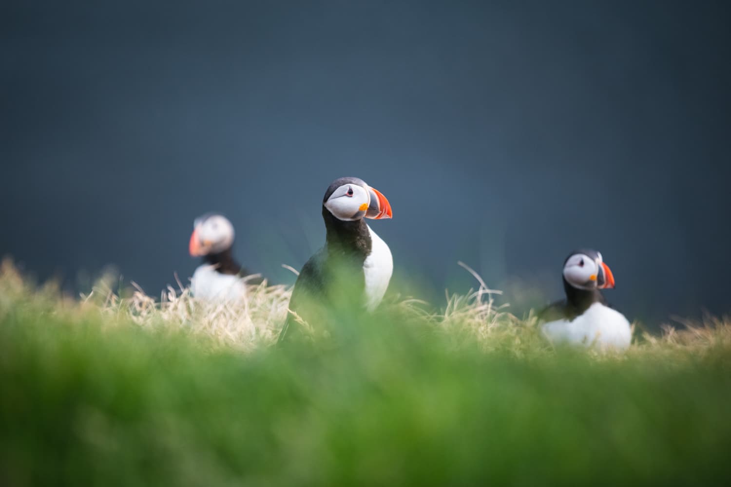 Whales and Puffins - photo 4
