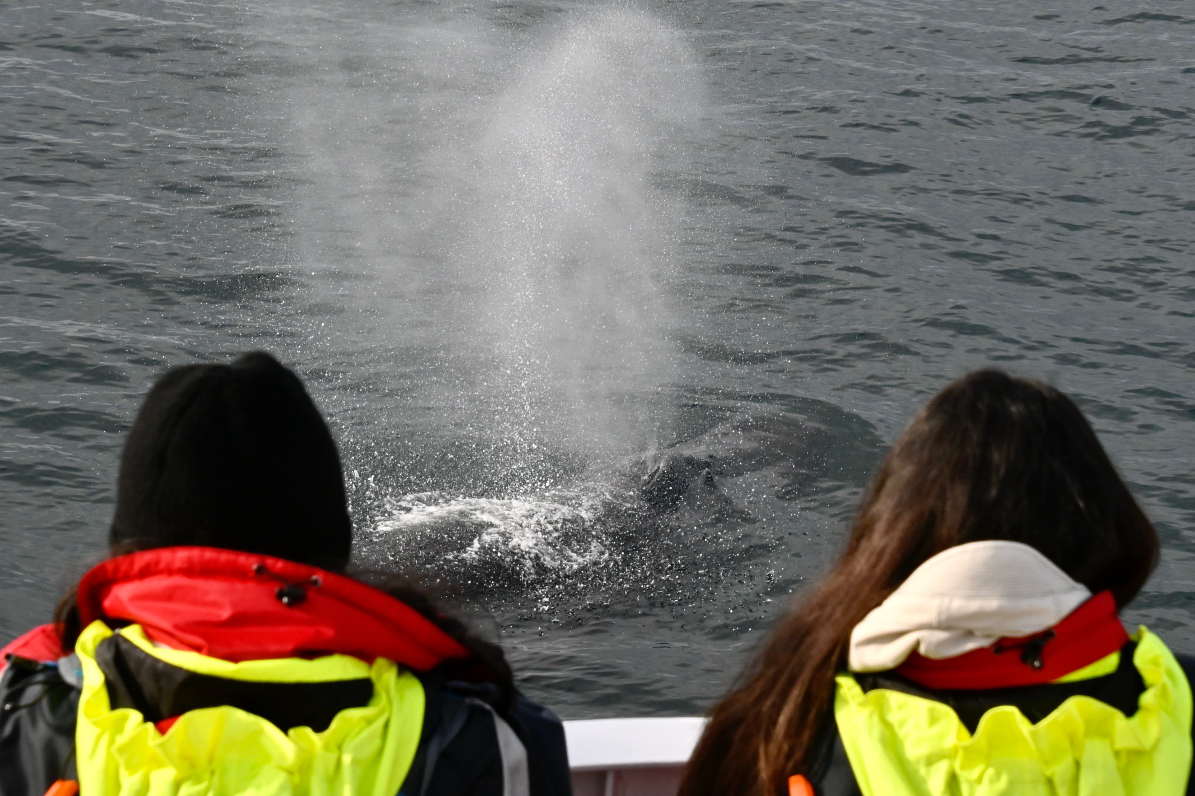 Reykjavík Whales & Puffins - photo 12
