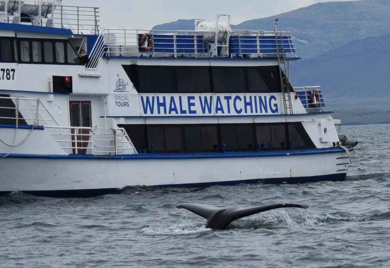 Whale Watching & Whales of Iceland Museum - photo 5