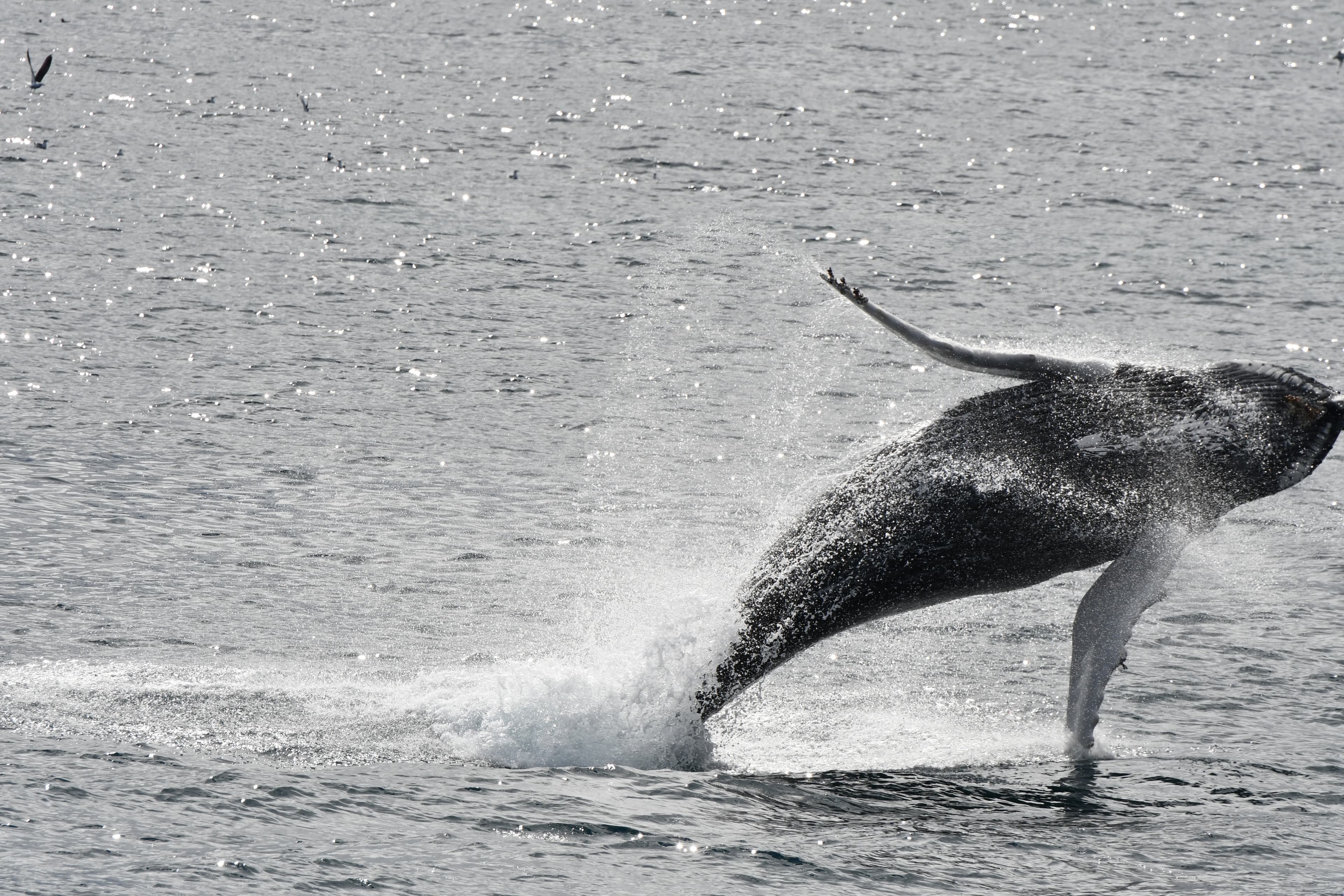 Best Value Whale Watching tour from Reykjavik - photo 26