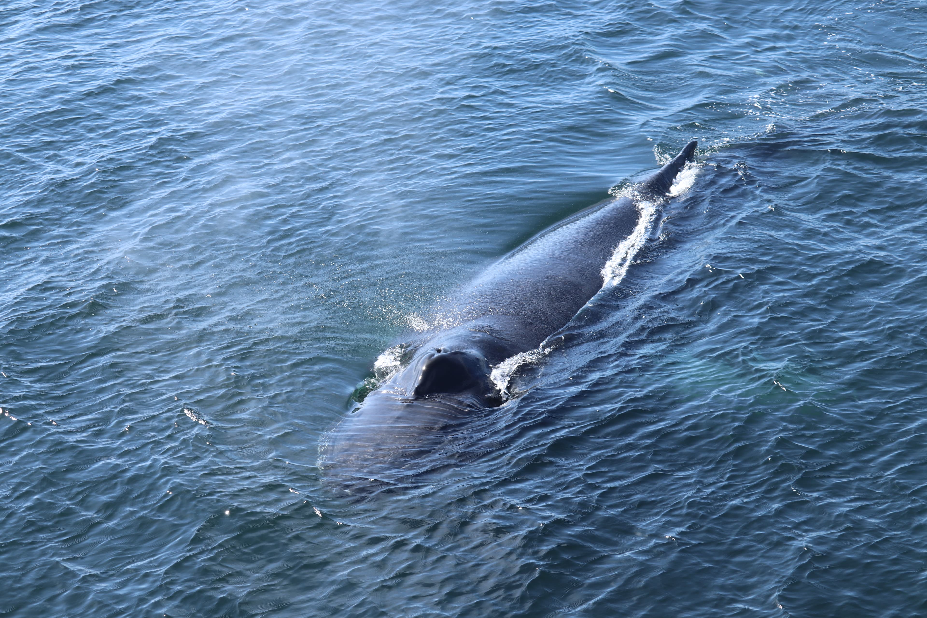 Whale Wonders: Morning Expedition - photo 7