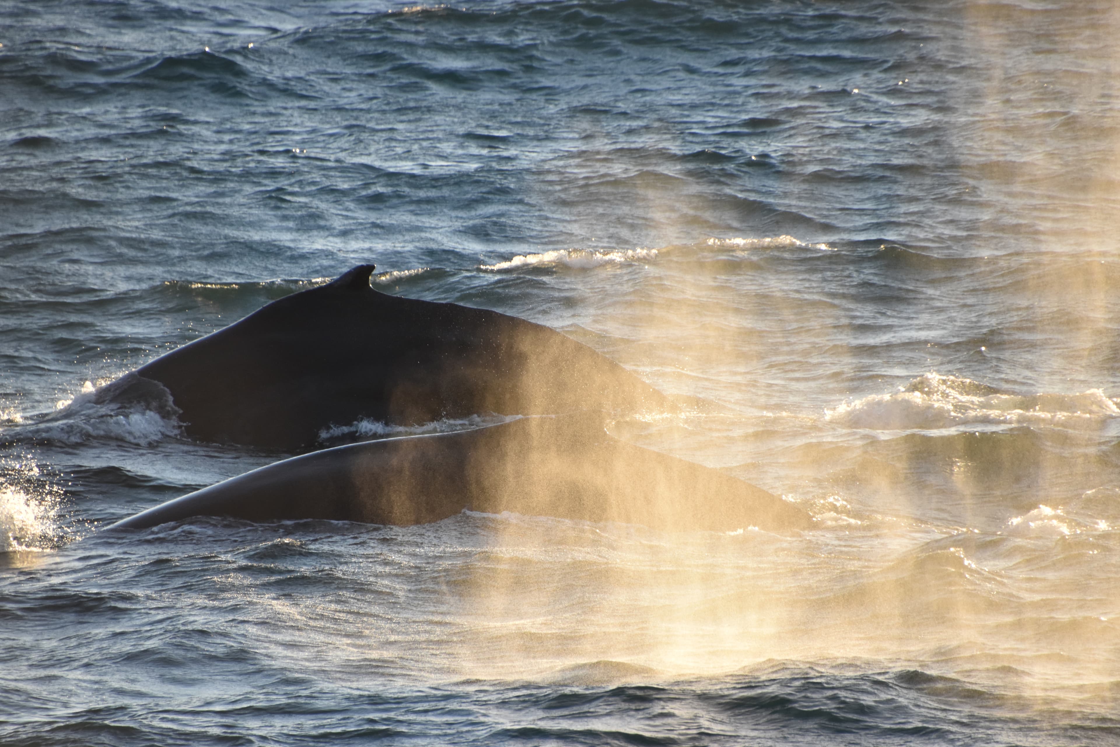 Whale Watching & The Reykjavík Food Walk - photo 9