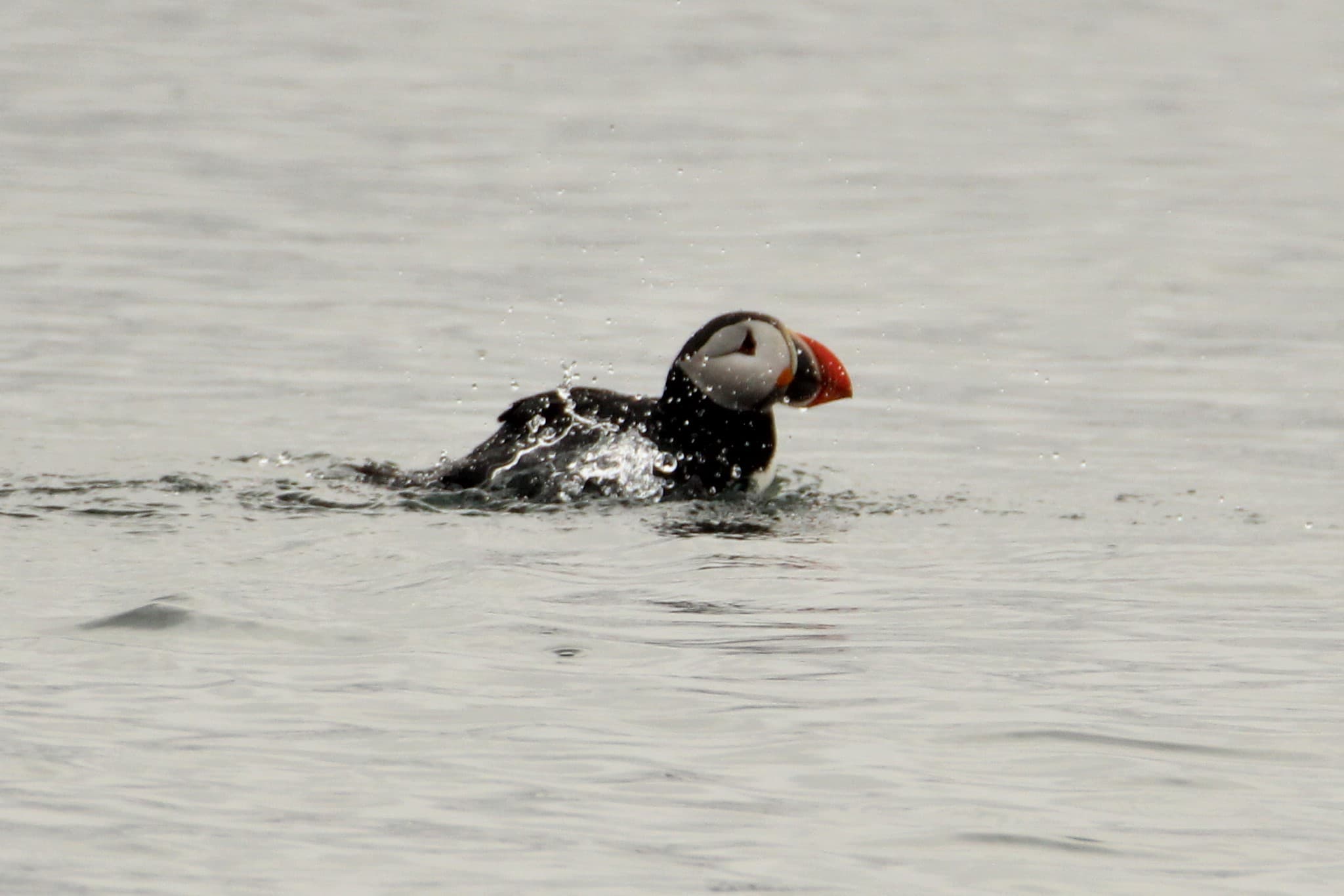 Premium Puffin Tour - photo 13