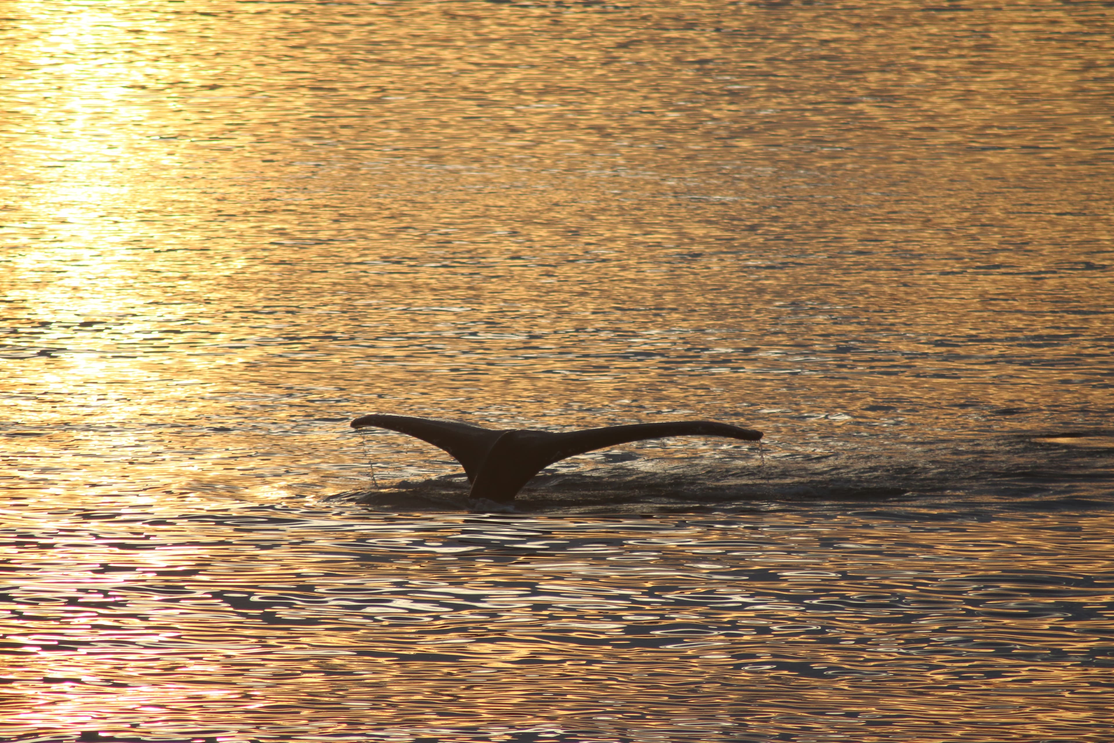 Akureyri Classic Whales in the Midnight Sun - photo 10