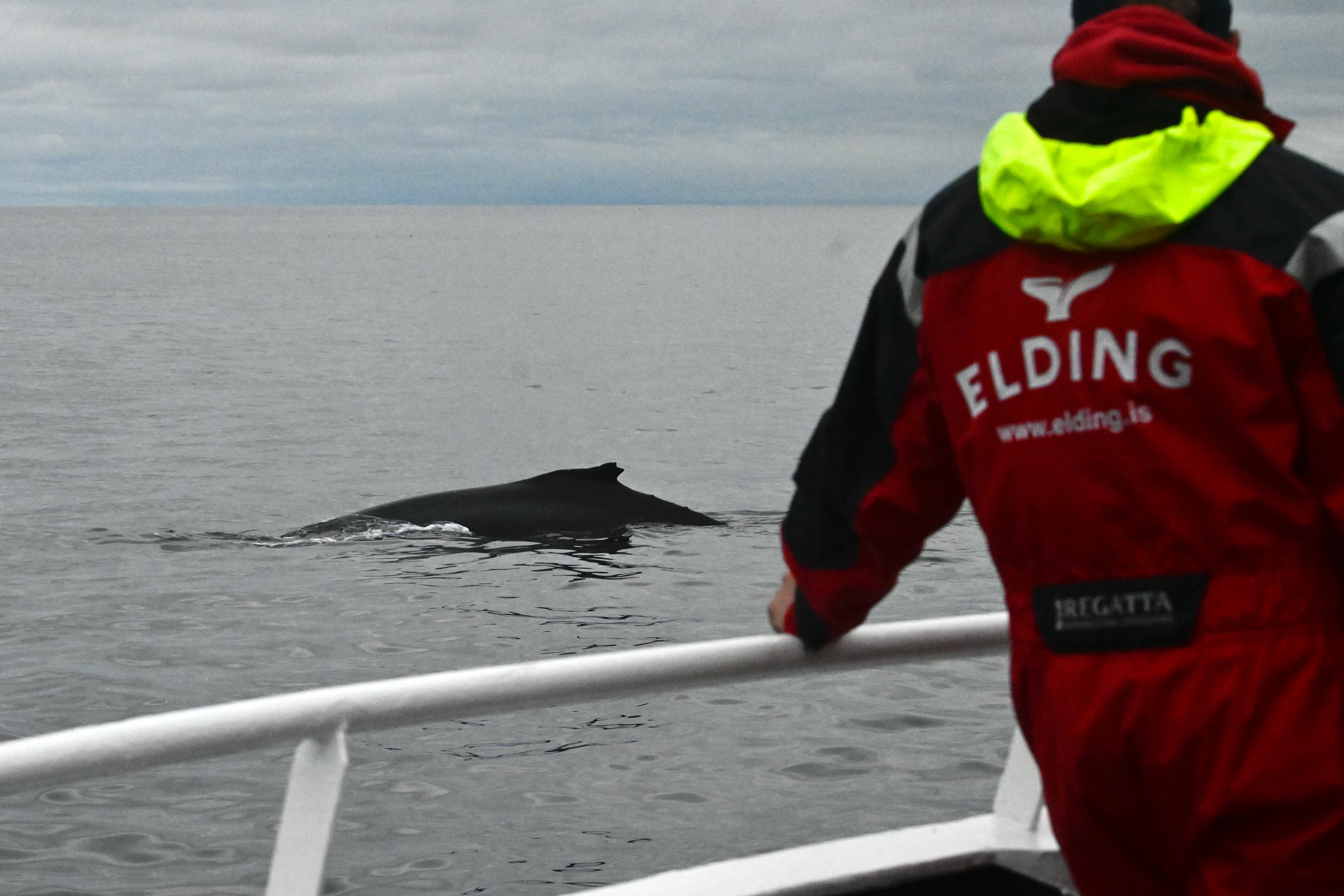 Reykjavík Classic Whale Watching  - photo 35