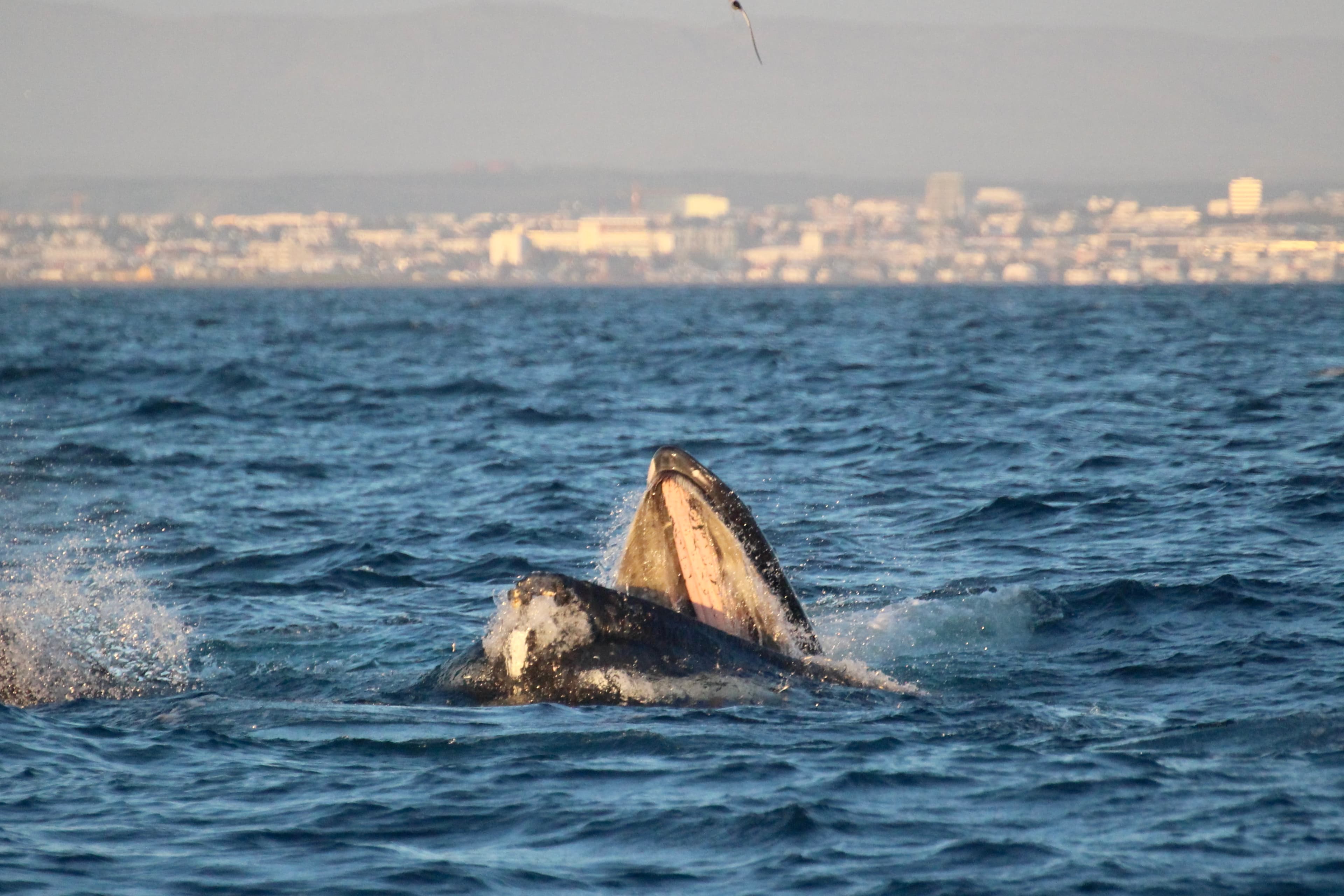Reykjavík Premium Whales in the Midnight Sun - photo 12