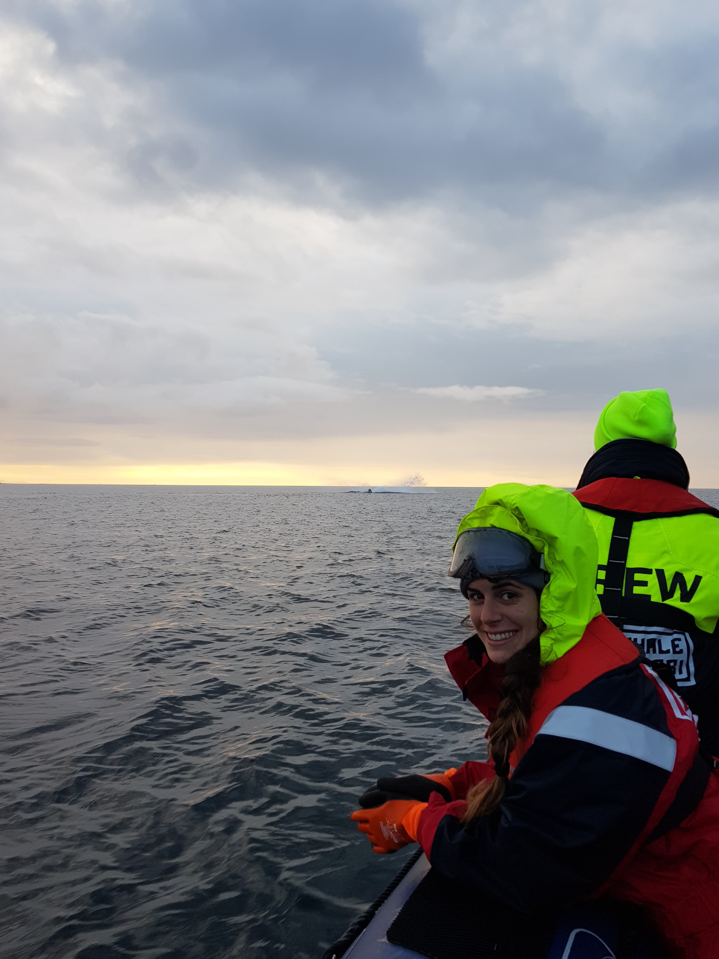 Premium Whales & Midnight Sun - photo 5