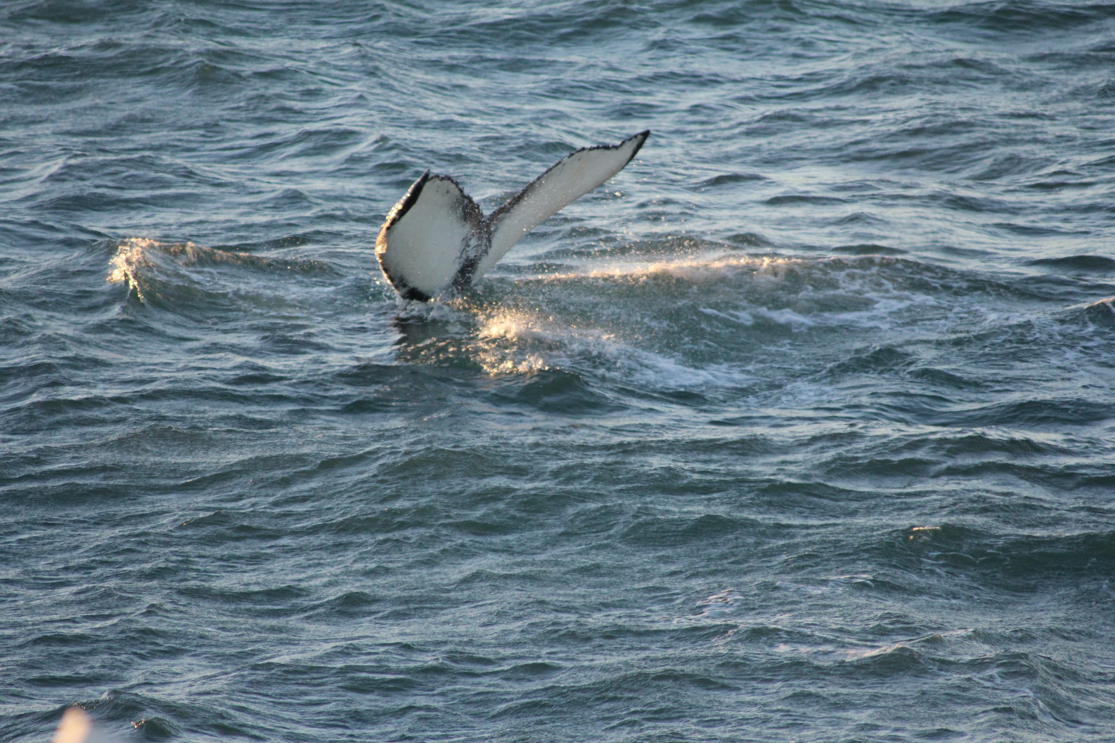 RIB Whale Expedition: 2-Hour High-Speed Adventure - photo 5