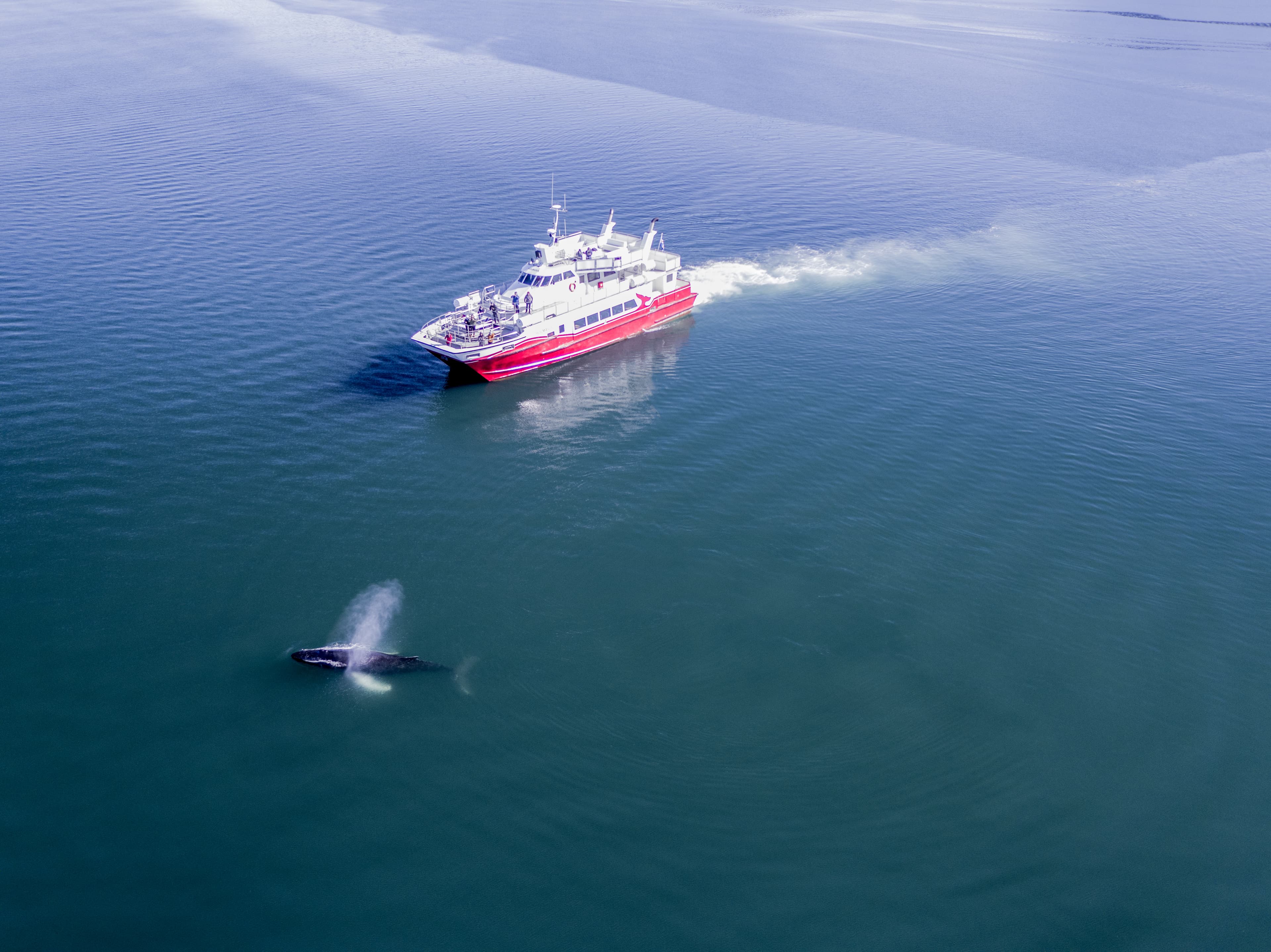 Akureyri Classic Whale Watching - photo 4