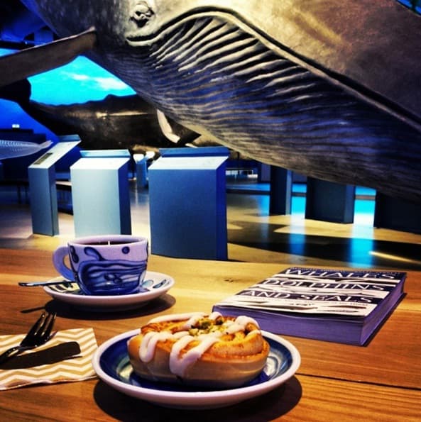 Whales of Iceland from Land and Sea