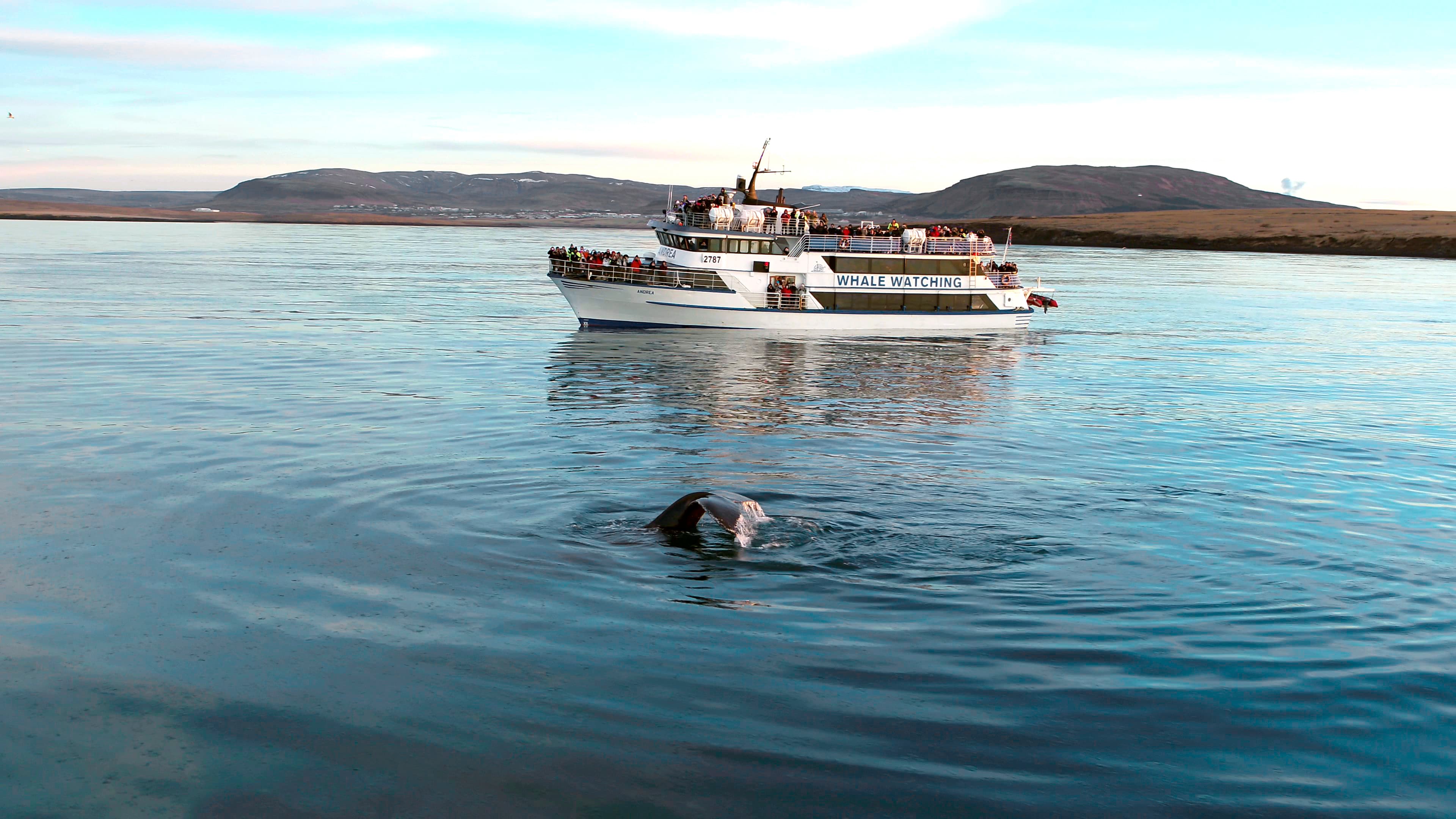 Whale Watching & Whales of Iceland Museum - photo 10