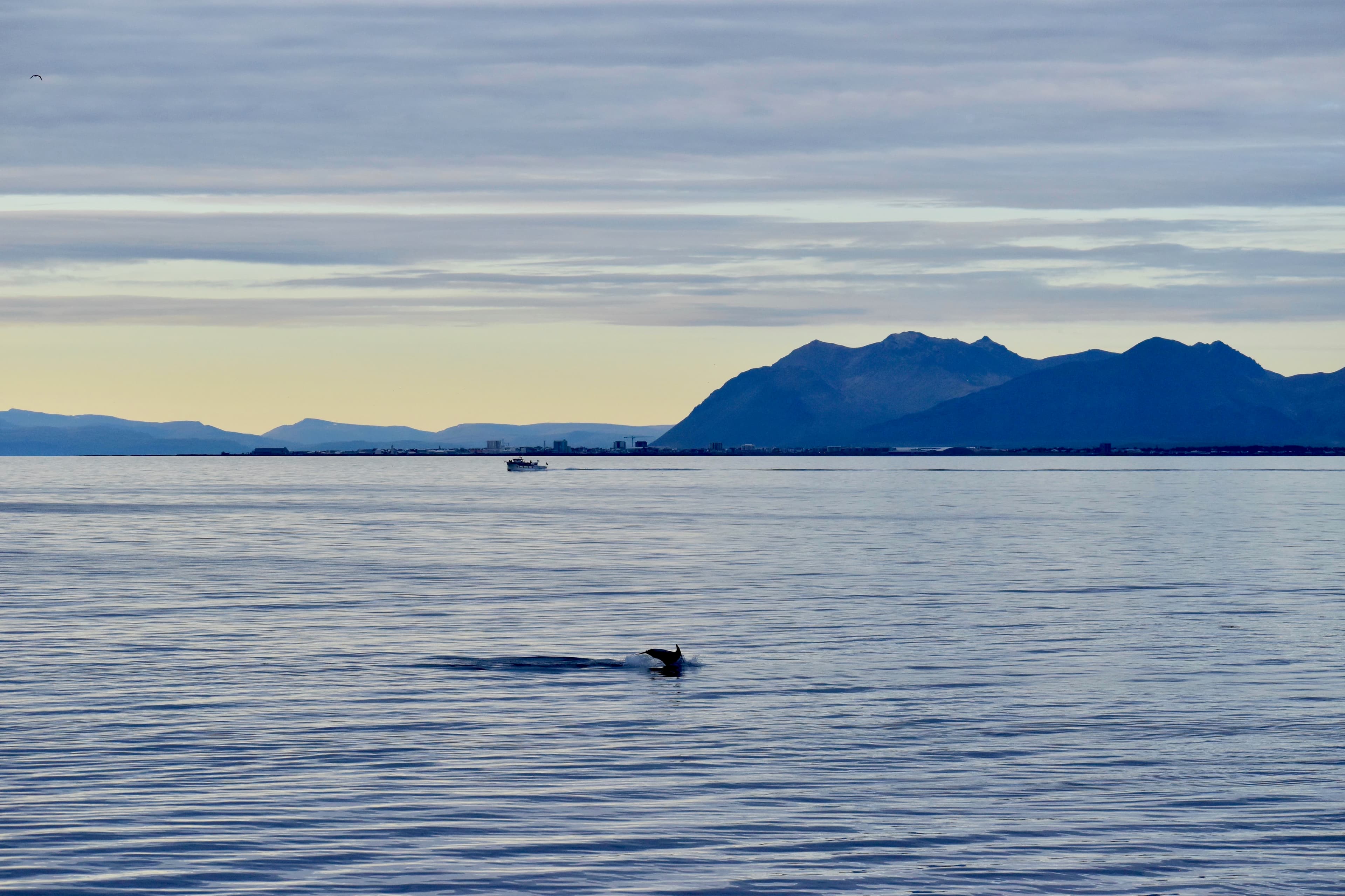Reykjavík Classic Whales in the Midnight Sun - photo 21
