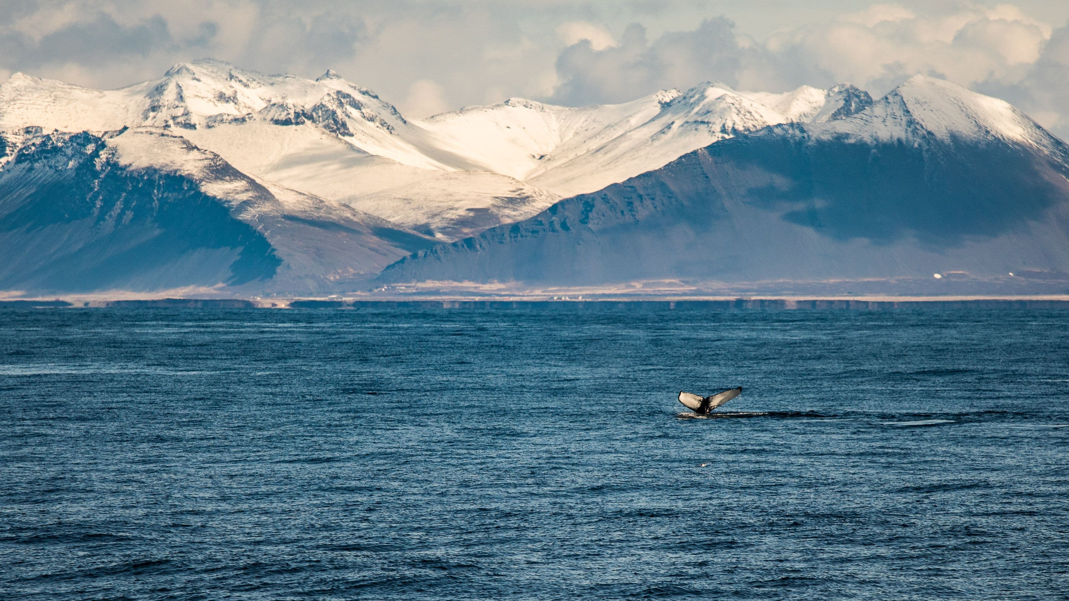 Whale Watching & Lava Show - photo 5