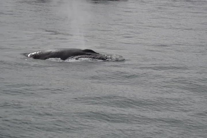 Whale Watching & Dolphin Yacht Cruise - photo 11